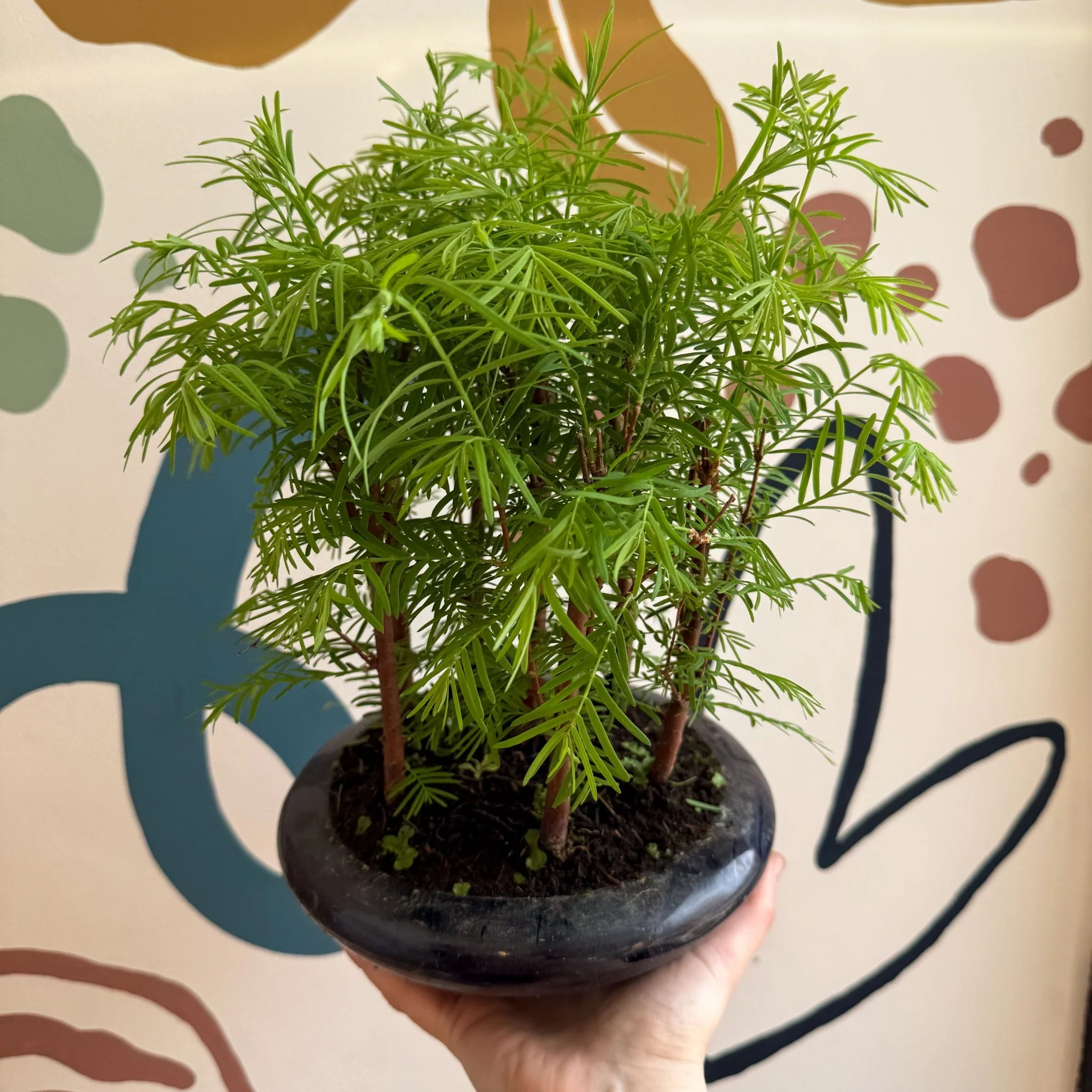 Metasequoia - Dawn Redwood Bonsai - Image 5