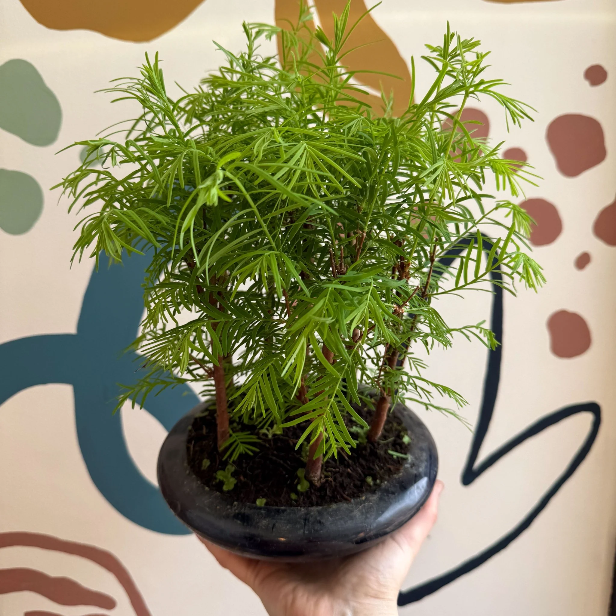 Metasequoia - Dawn Redwood Bonsai - Image 6