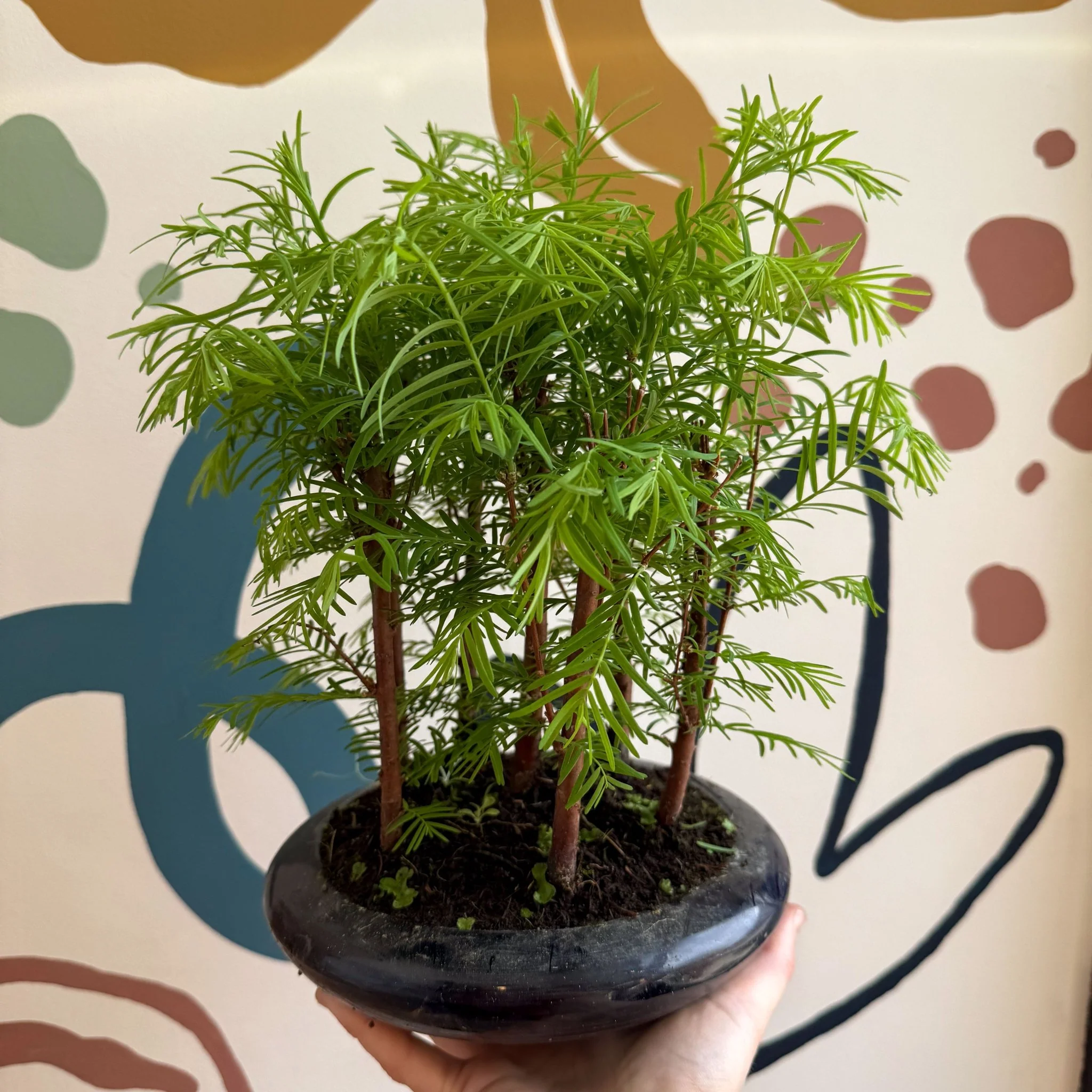 Metasequoia - Dawn Redwood Bonsai - Image 7