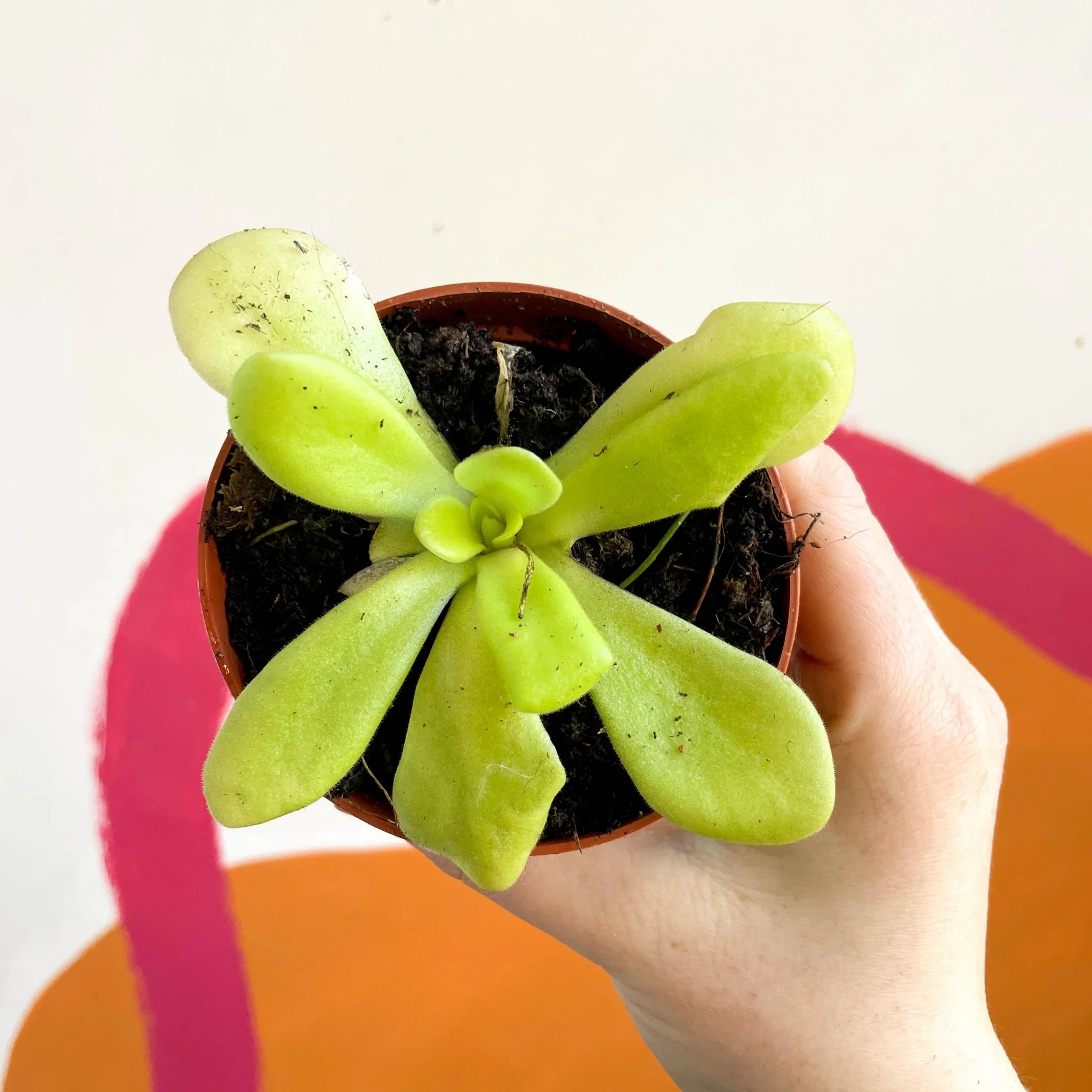 Pinguicula weser ‘Agnata’ - Mexican Butterwort - Image 2