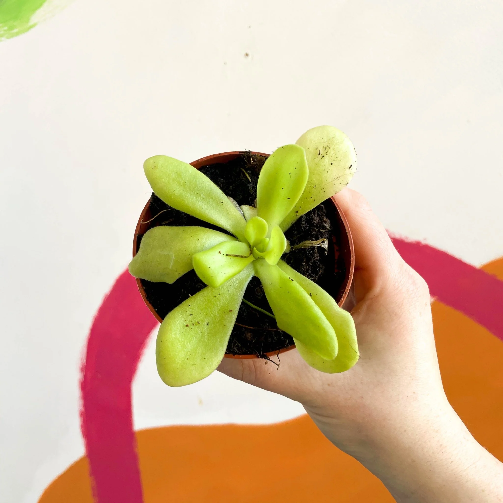 Pinguicula weser ‘Agnata’ - Mexican Butterwort - Image 3