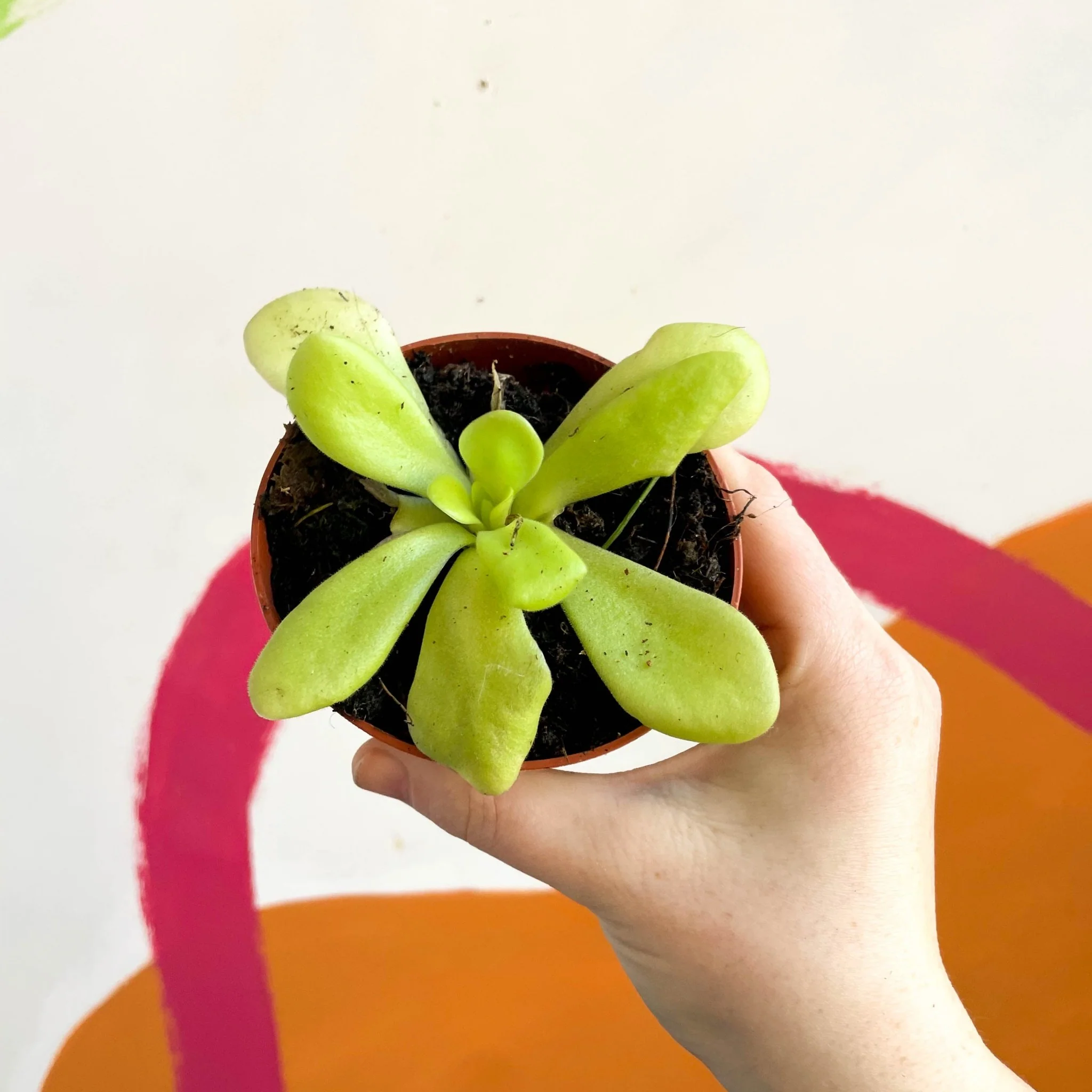 Pinguicula weser ‘Agnata’ - Mexican Butterwort - Image 5