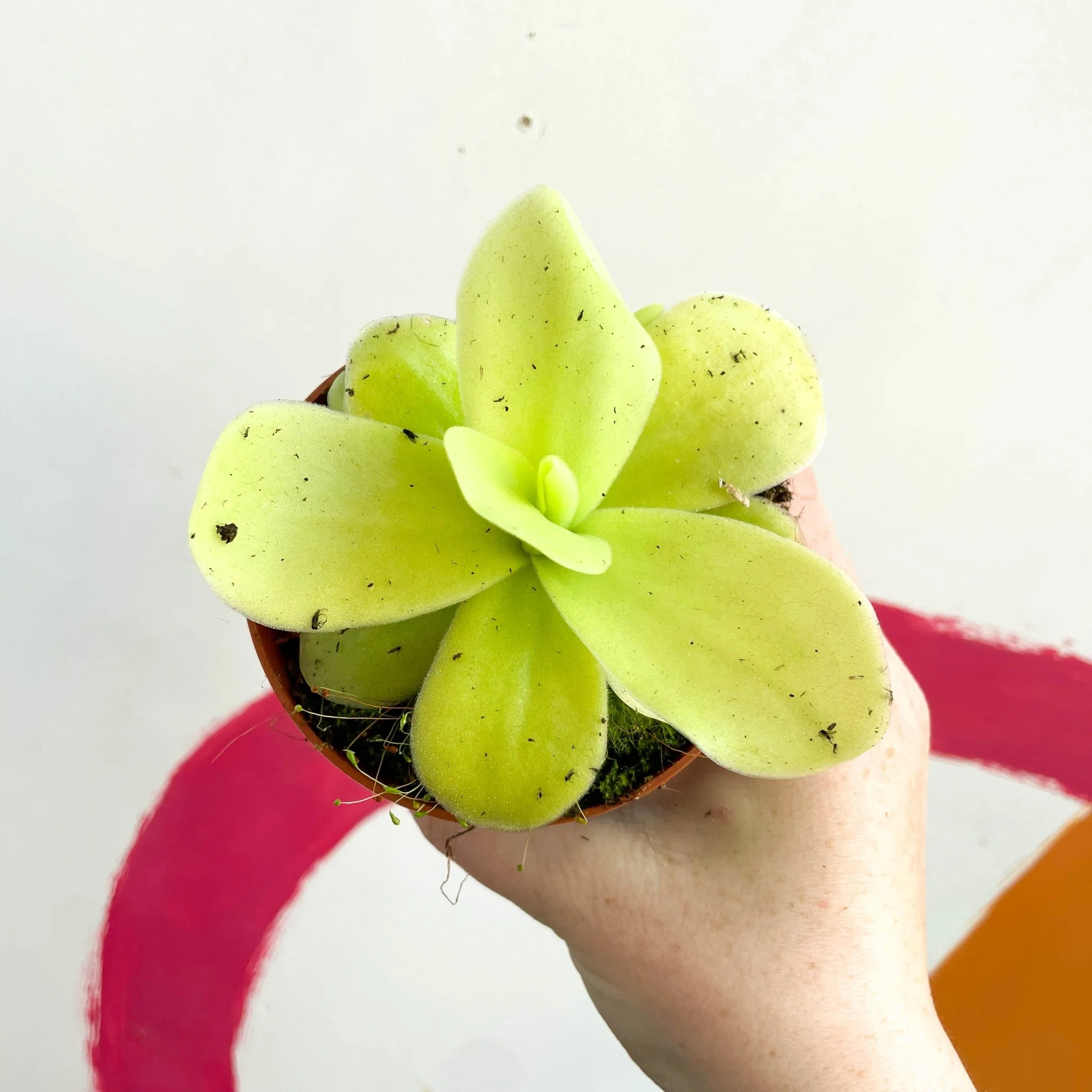 Pinguicula gigantea - Mexican Butterwort