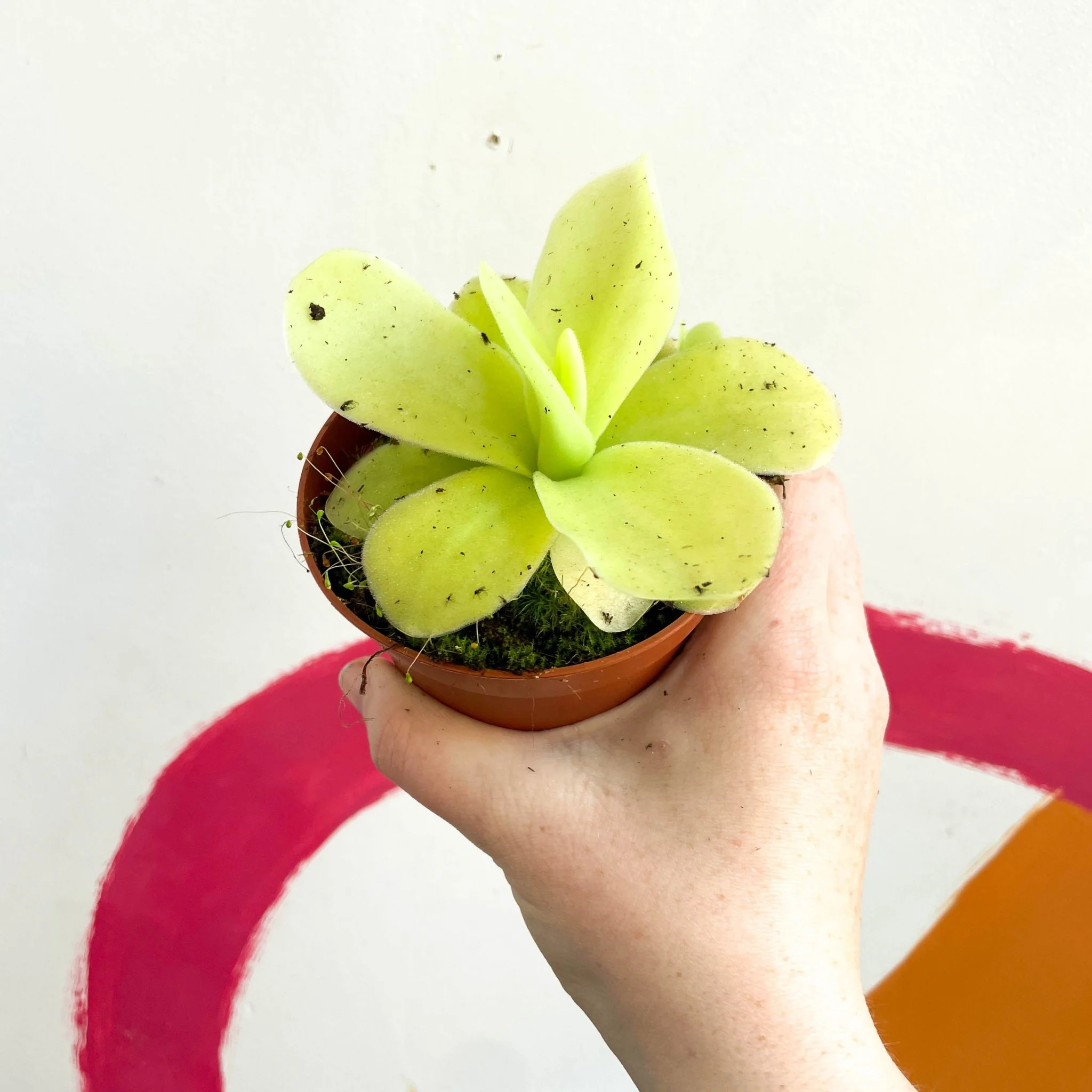 Pinguicula gigantea - Mexican Butterwort - Image 2