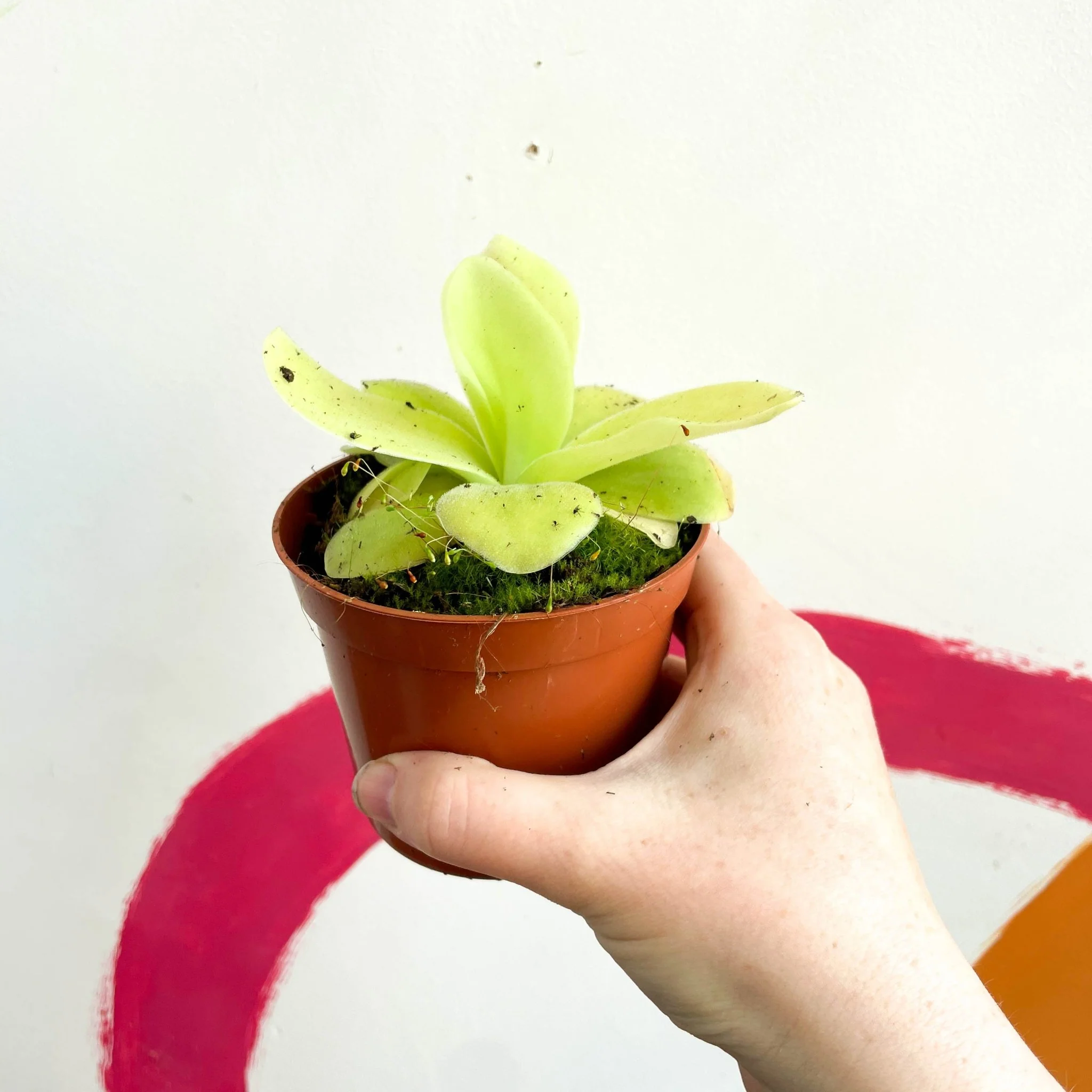 Pinguicula gigantea - Mexican Butterwort - Image 3