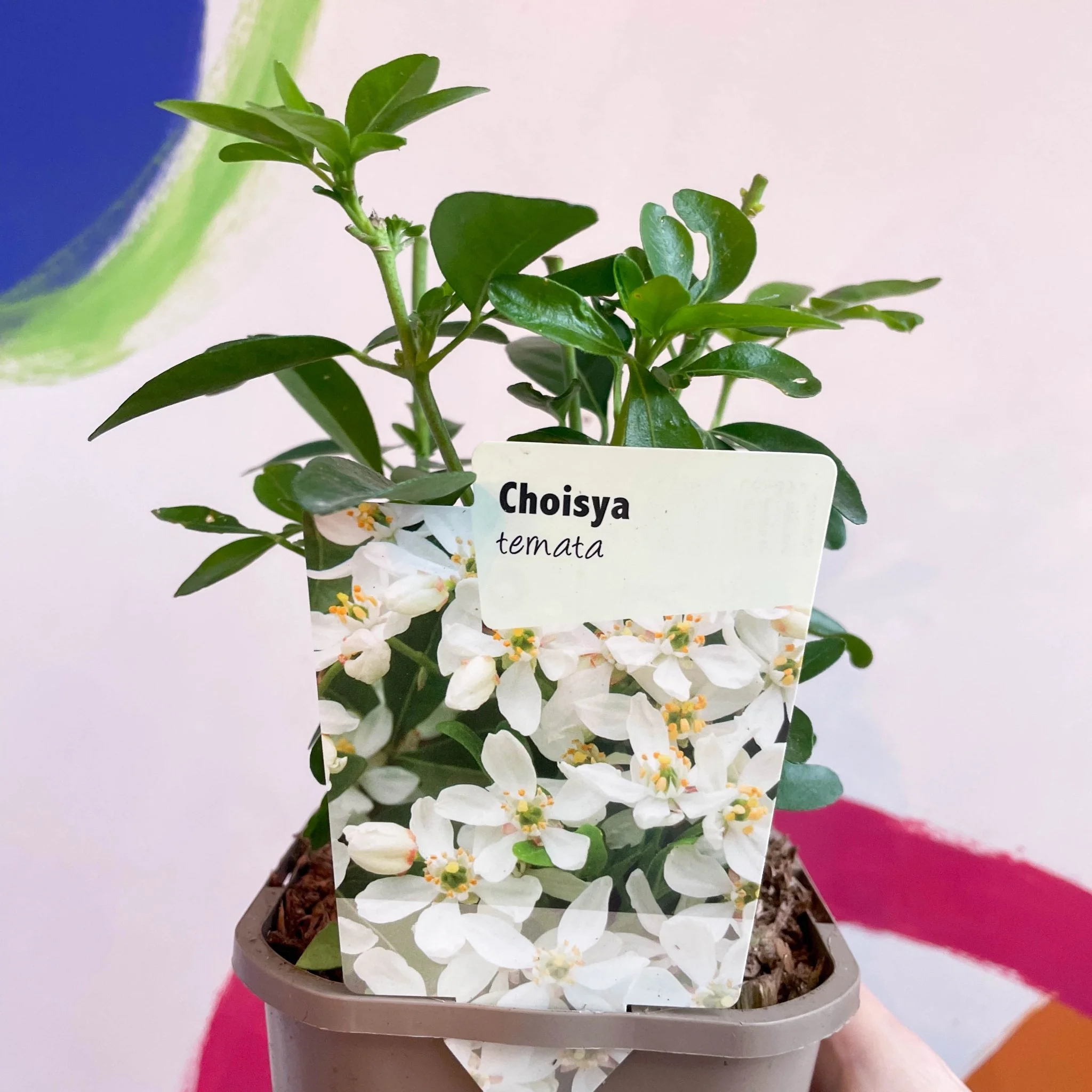 Mexican Orange Blossom - Choisya ternata - Evergreen Shrub
