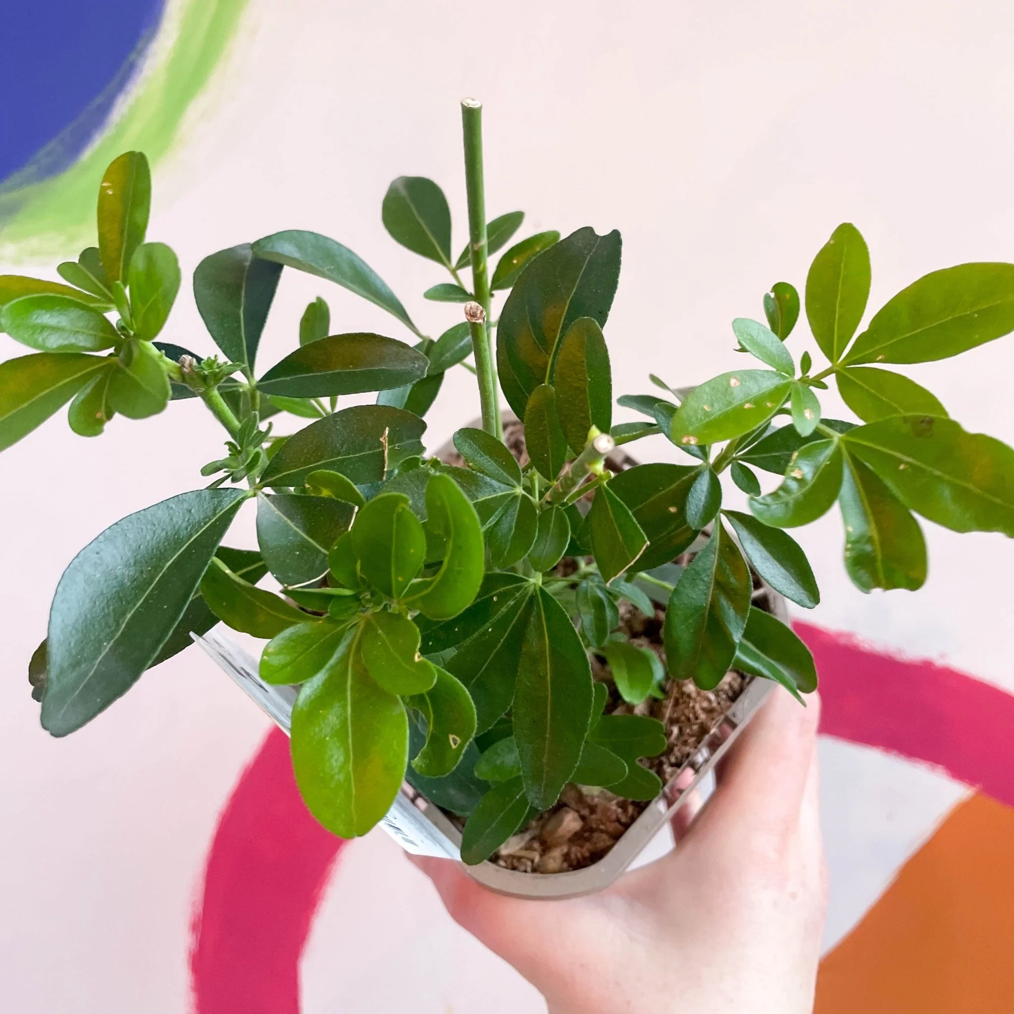 Mexican Orange Blossom - Choisya ternata - Evergreen Shrub - Image 2