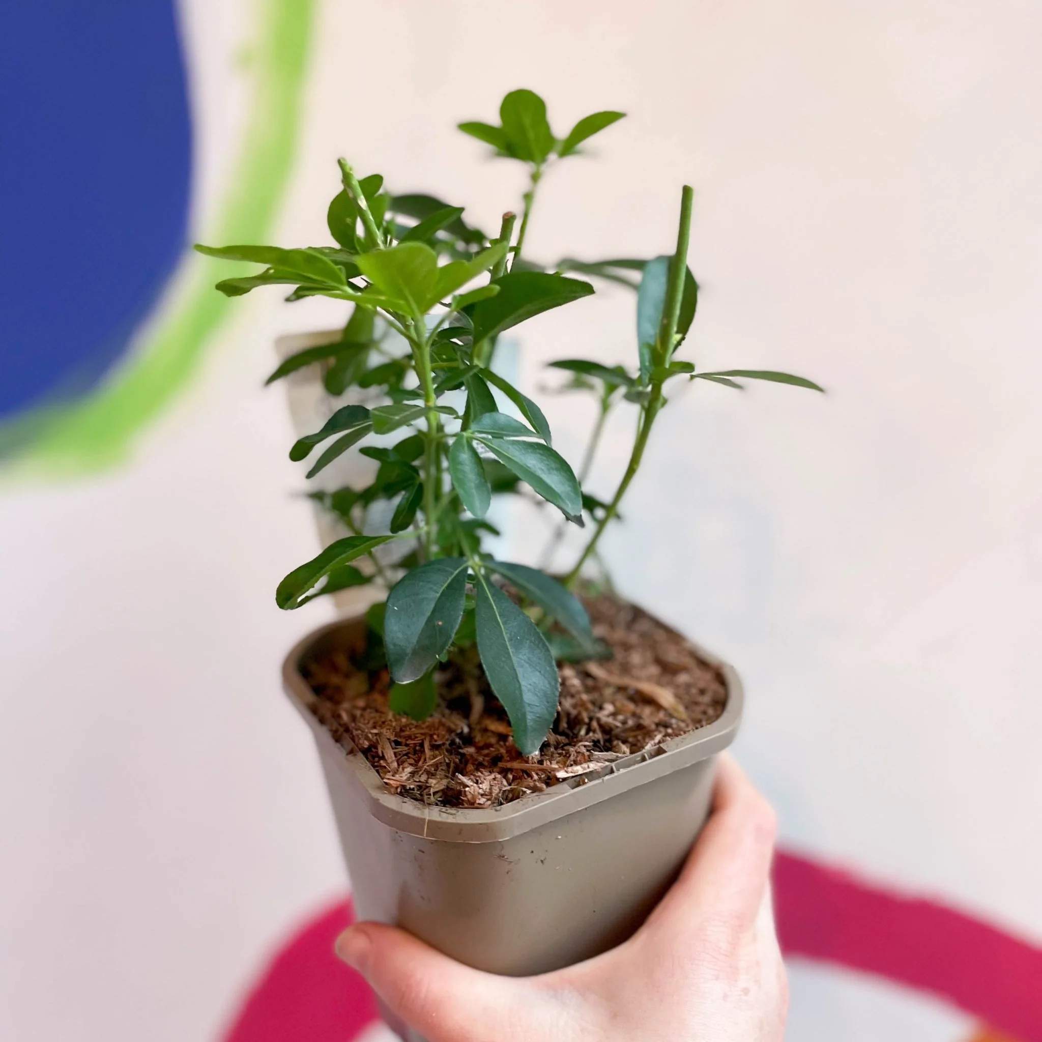 Mexican Orange Blossom - Choisya ternata - Evergreen Shrub - Image 3