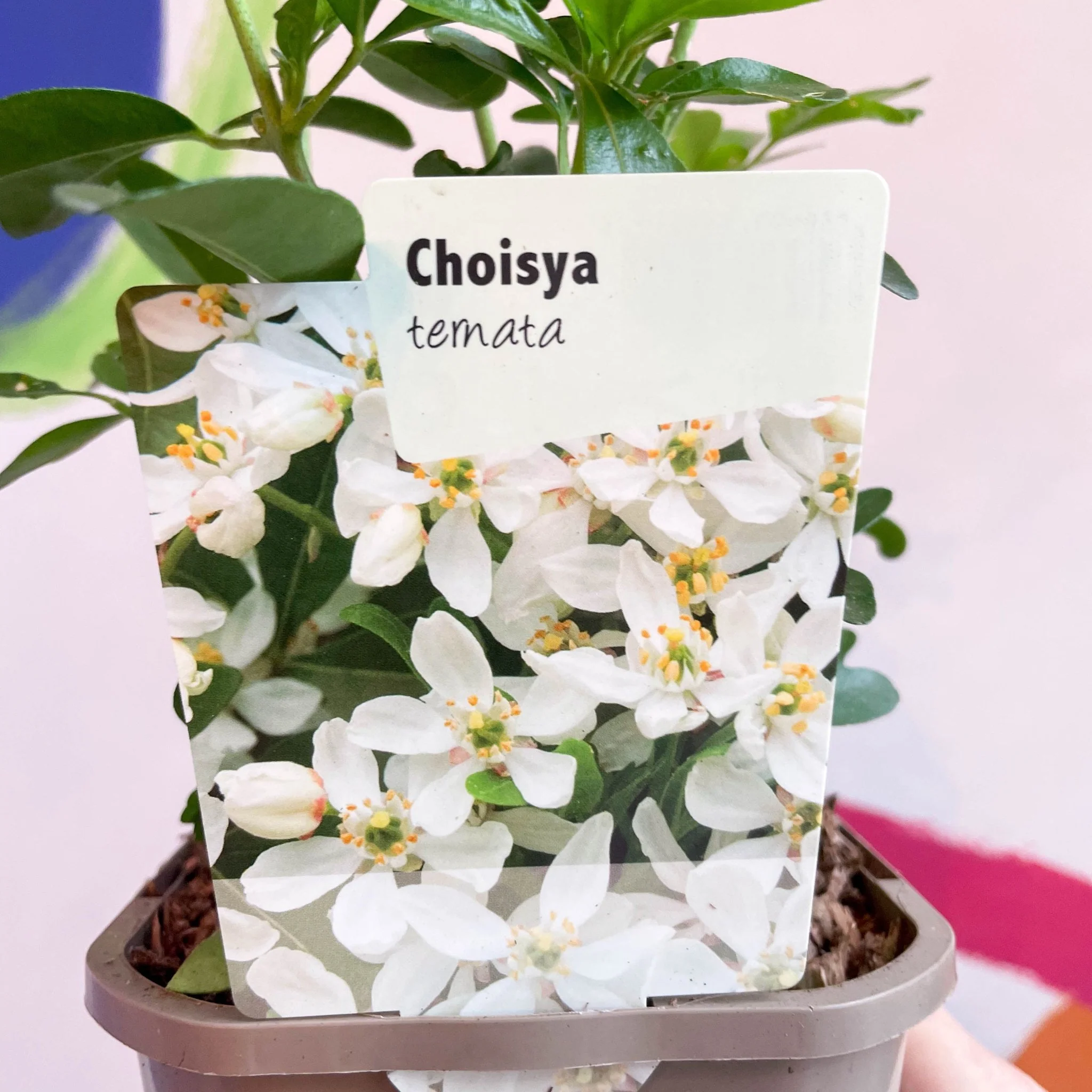 Mexican Orange Blossom - Choisya ternata - Evergreen Shrub - Image 4