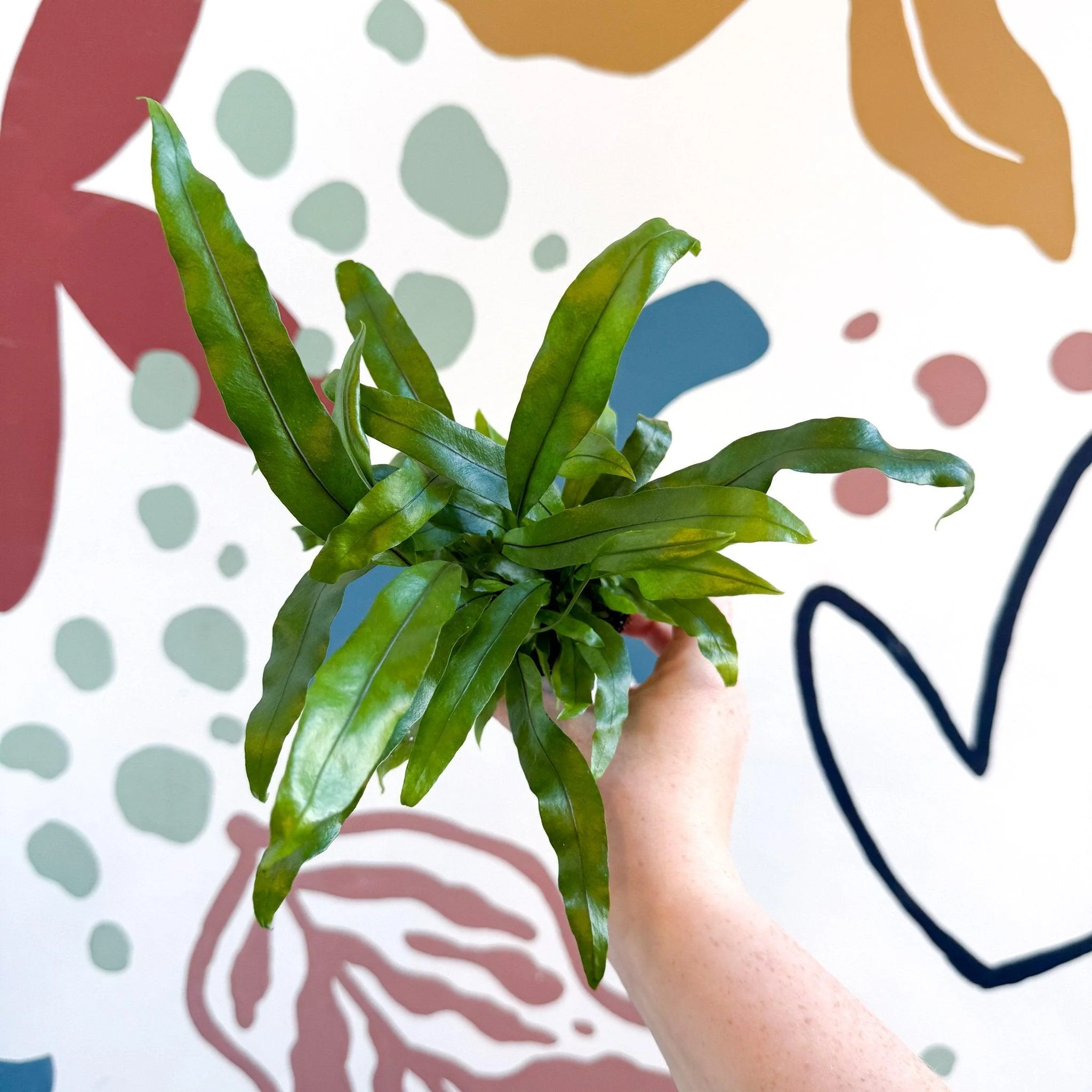 Microsorum pteropus – Java Fern - Image 10