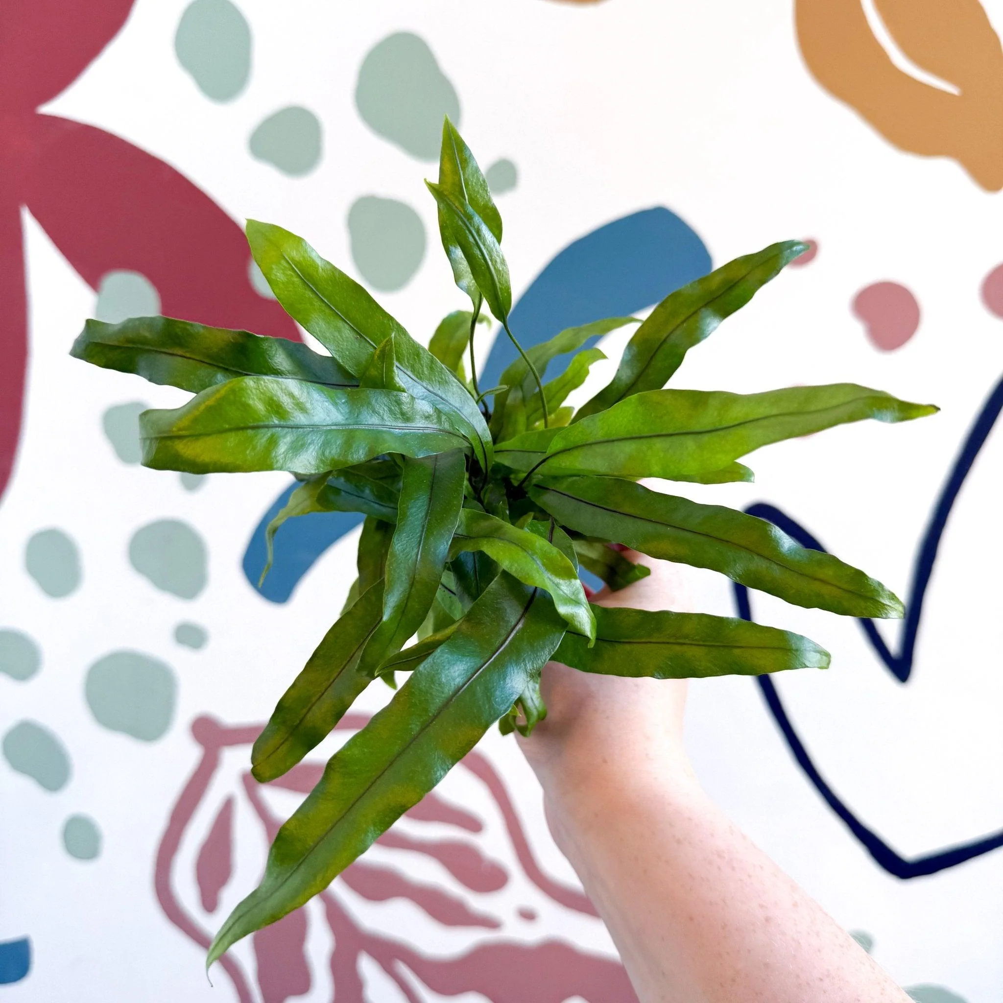 Microsorum pteropus – Java Fern - Image 2