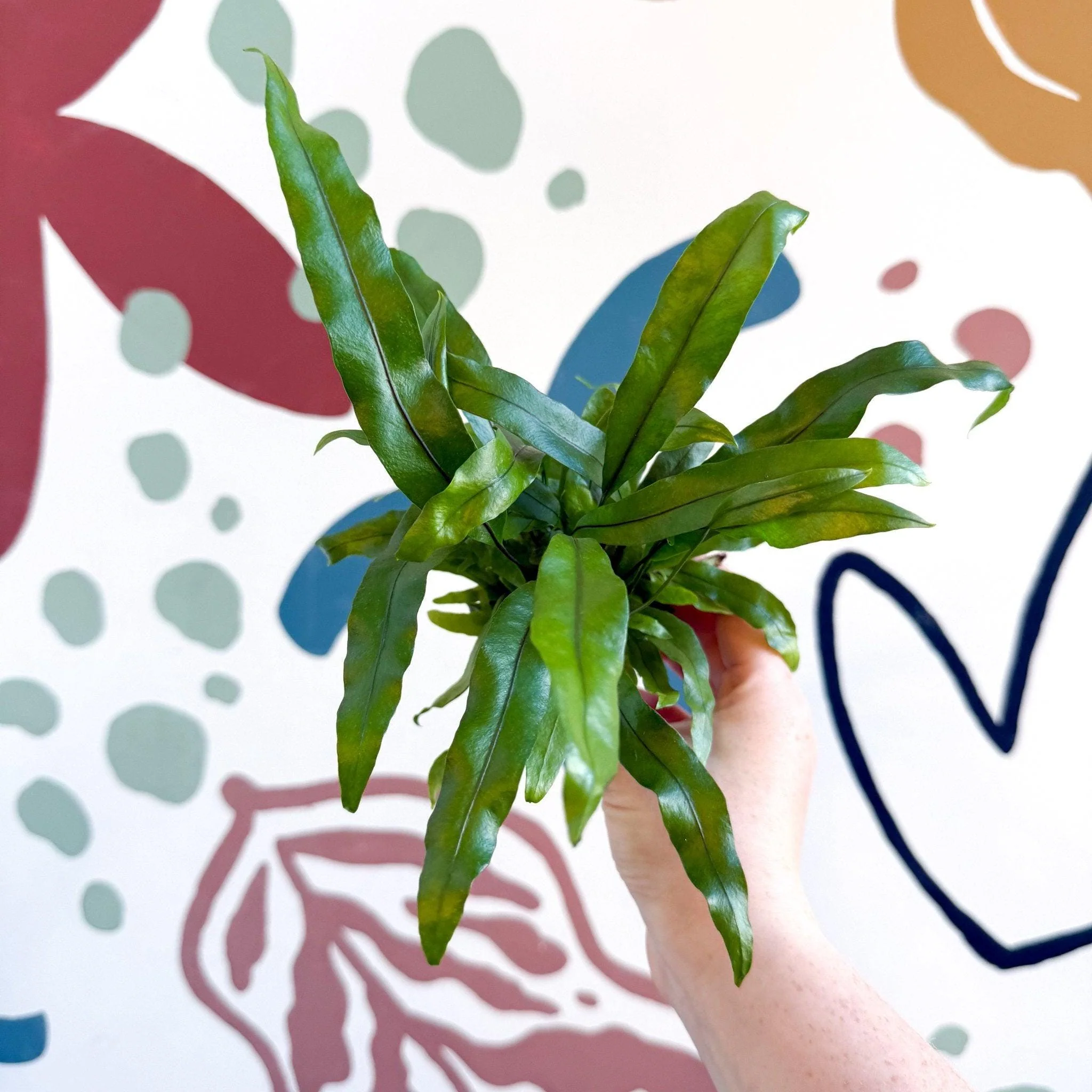 Microsorum pteropus – Java Fern - Image 3