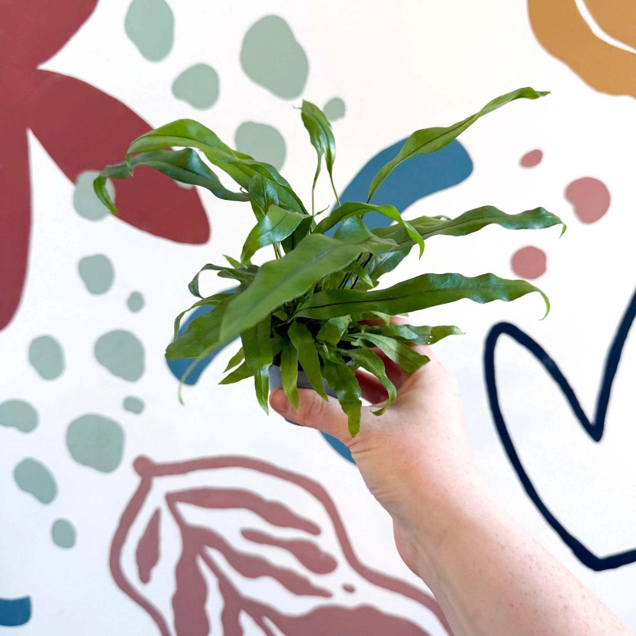 Microsorum pteropus – Java Fern - Image 6