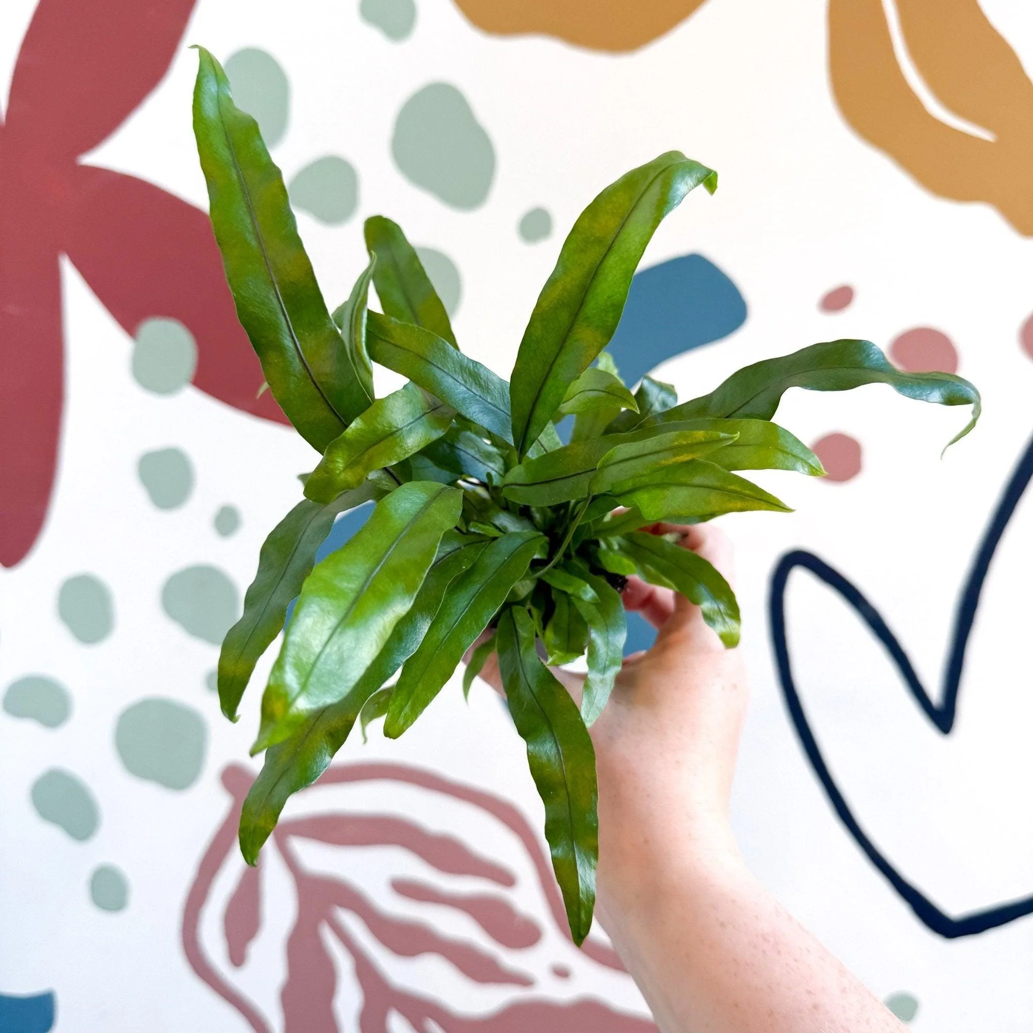 Microsorum pteropus – Java Fern - Image 9