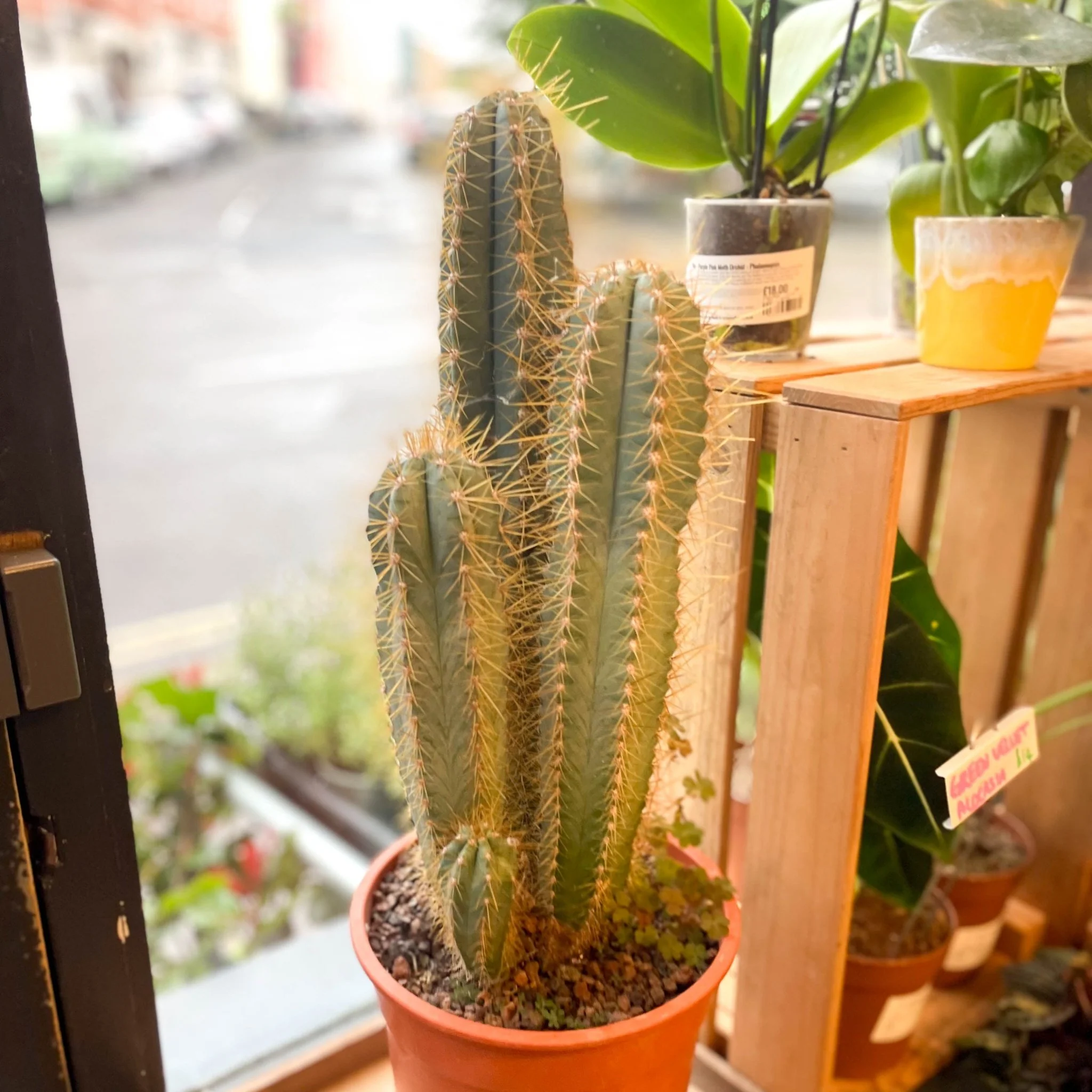 Blue Torch Cactus - Pilosocereus pachycladus 'Azureus' - Image 10