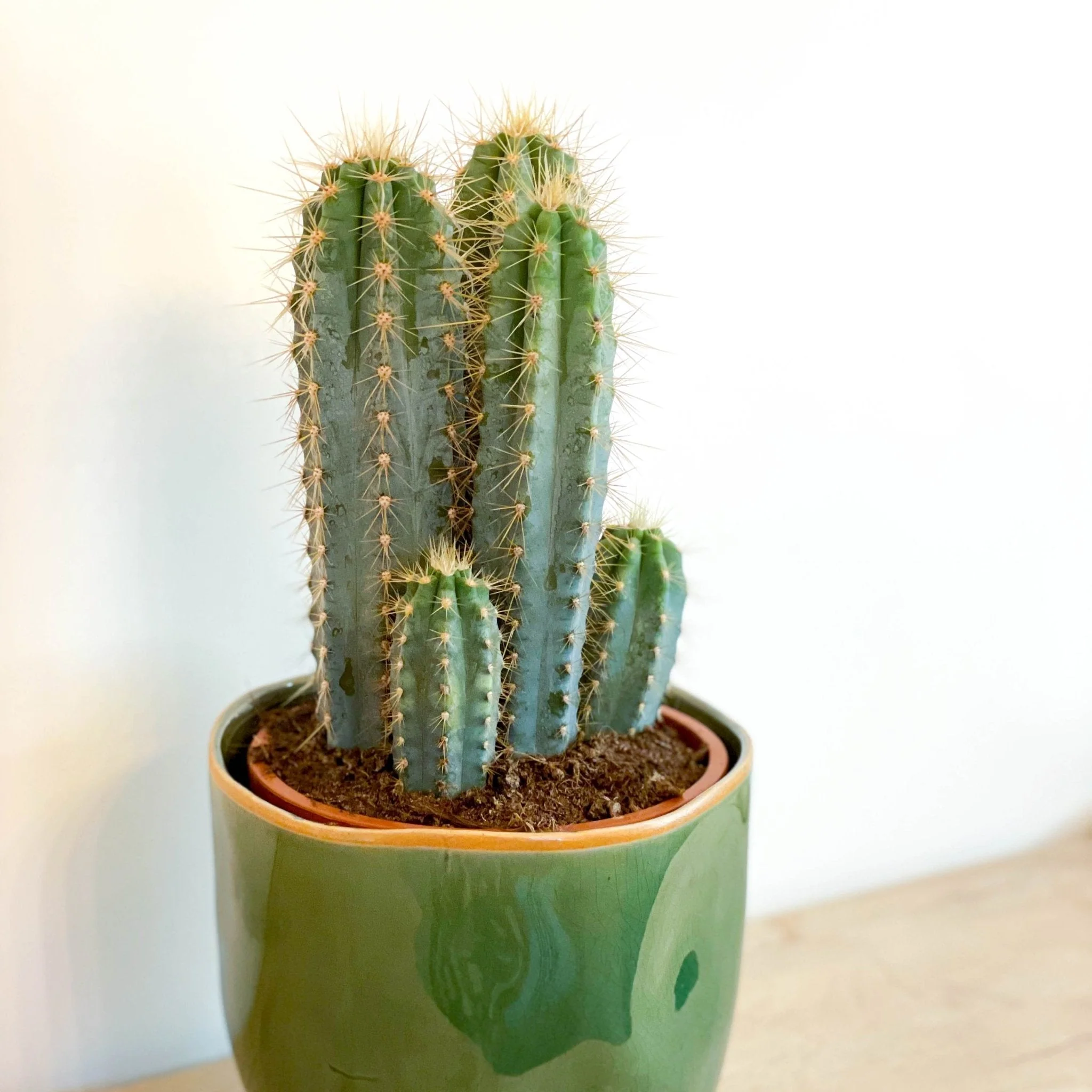 Blue Torch Cactus - Pilosocereus pachycladus 'Azureus' - Image 6