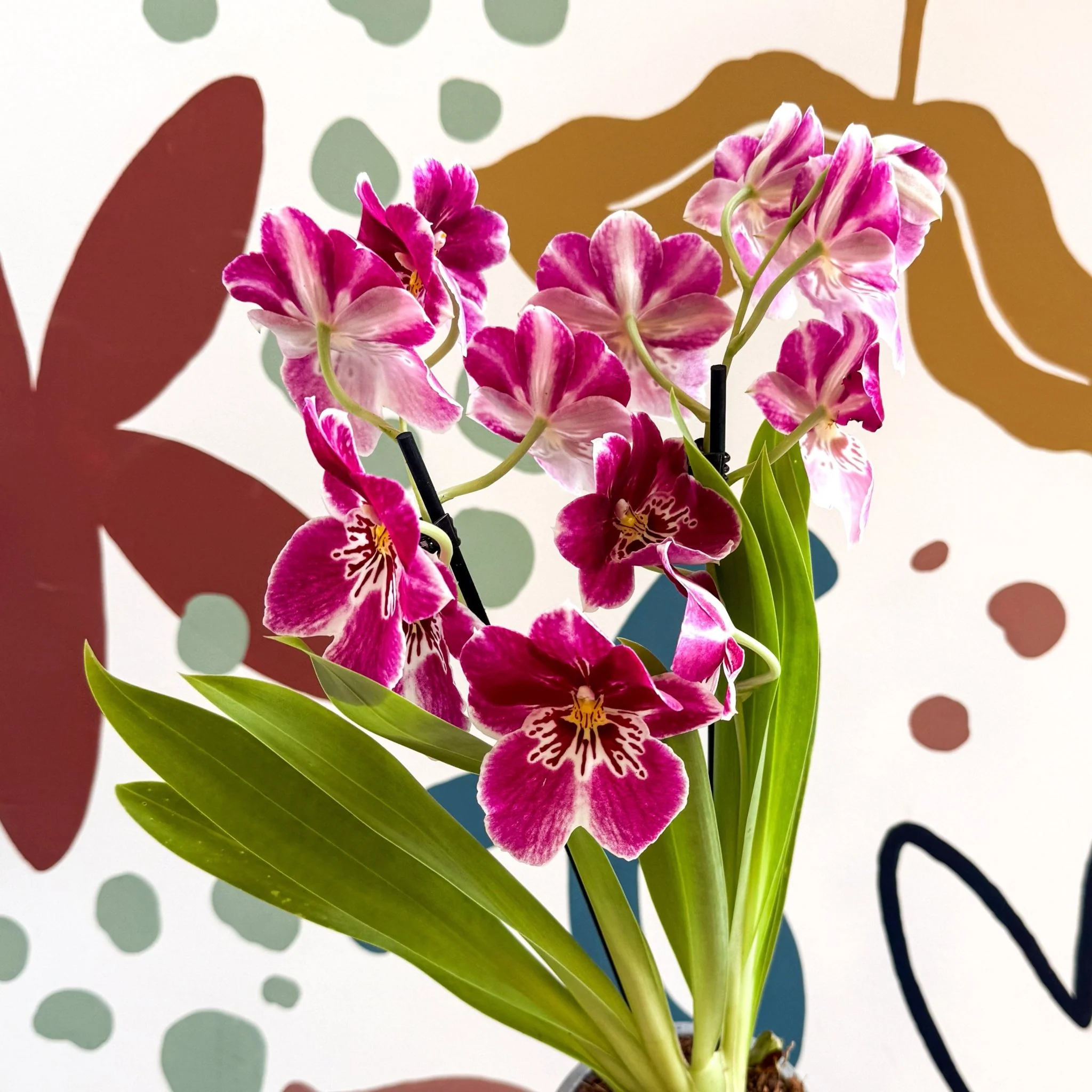 Miltonia - Pink Pansy Orchid