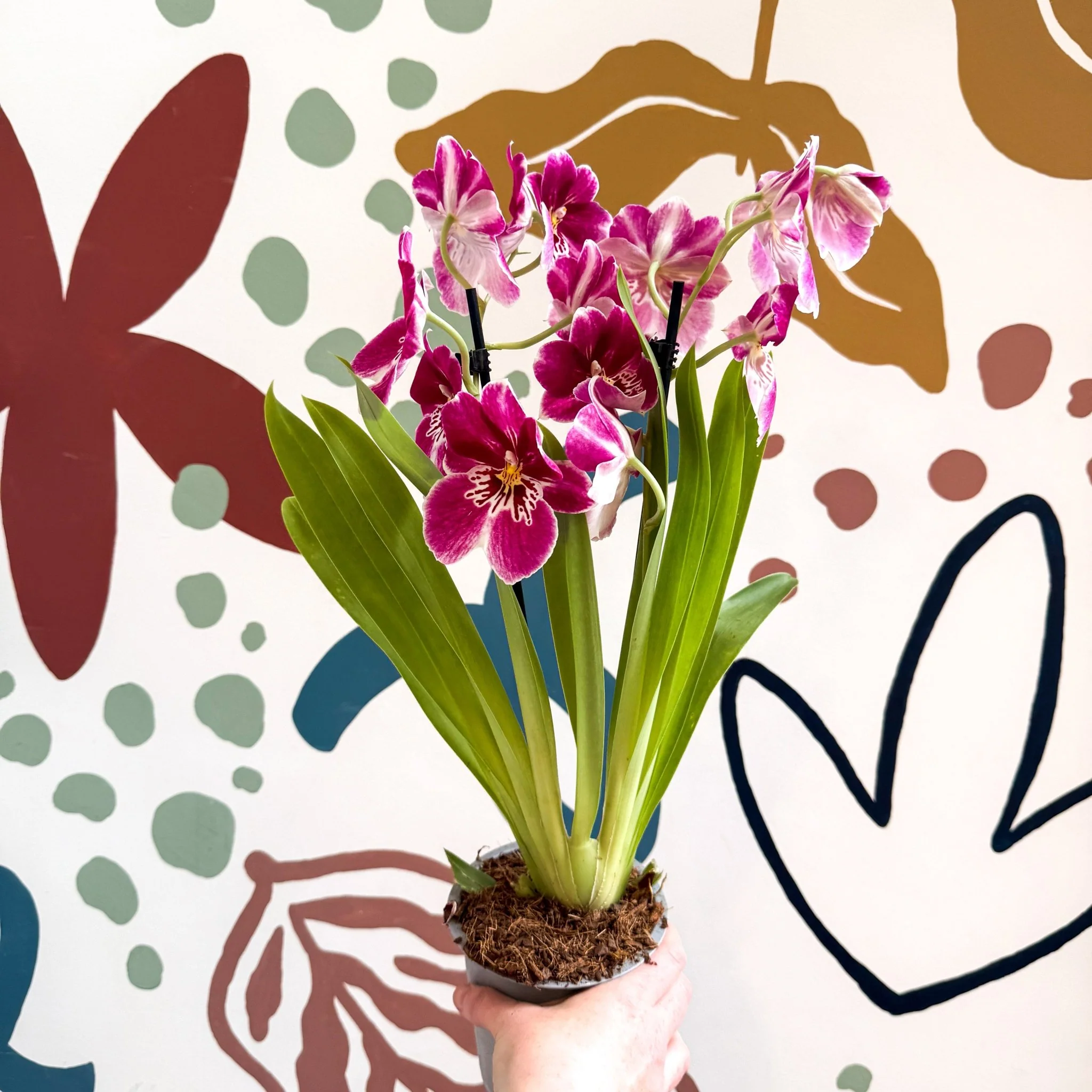 Miltonia - Pink Pansy Orchid - Image 2