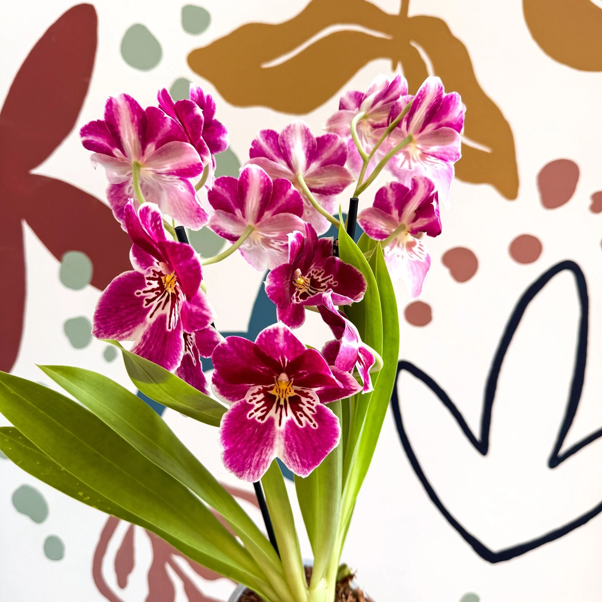 Miltonia - Pink Pansy Orchid - Image 3