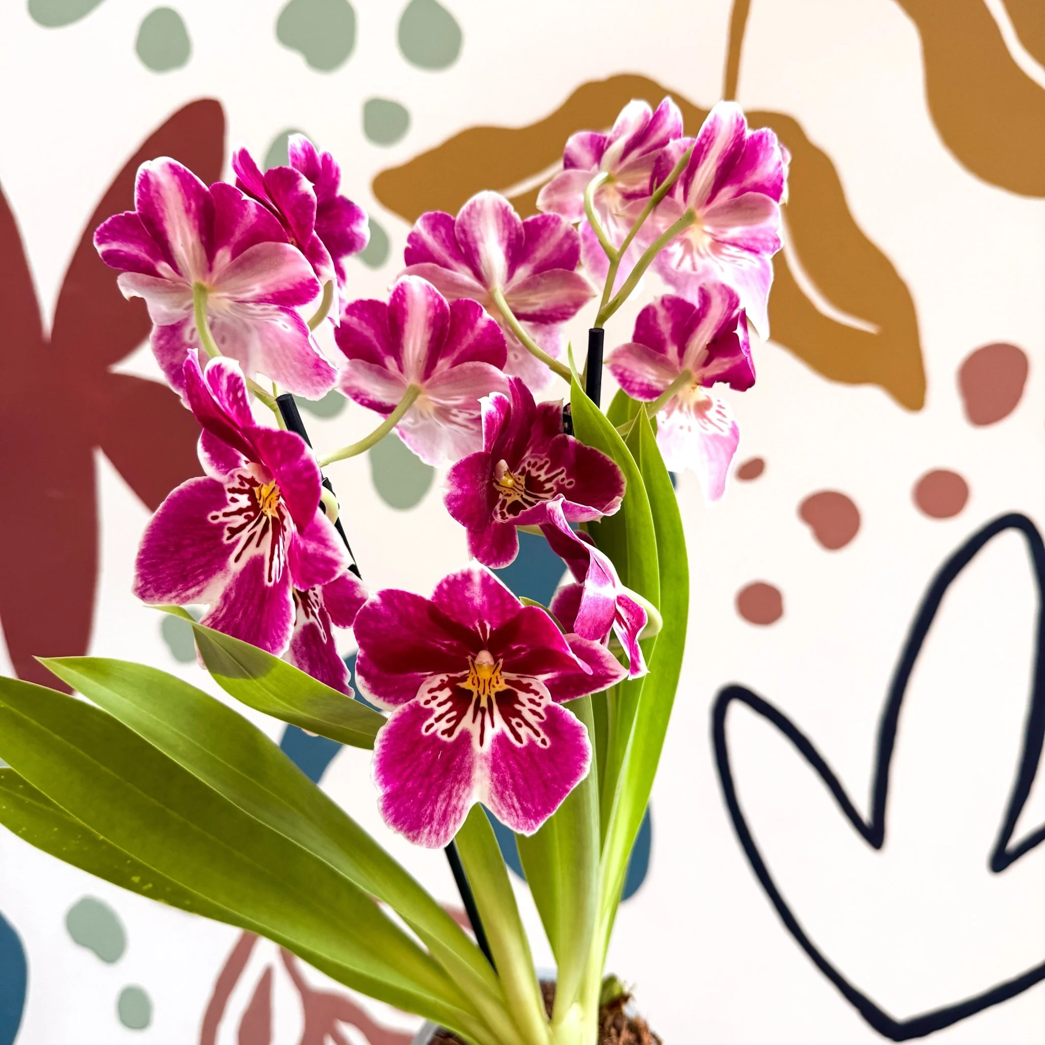 Miltonia - Pink Pansy Orchid - Image 4
