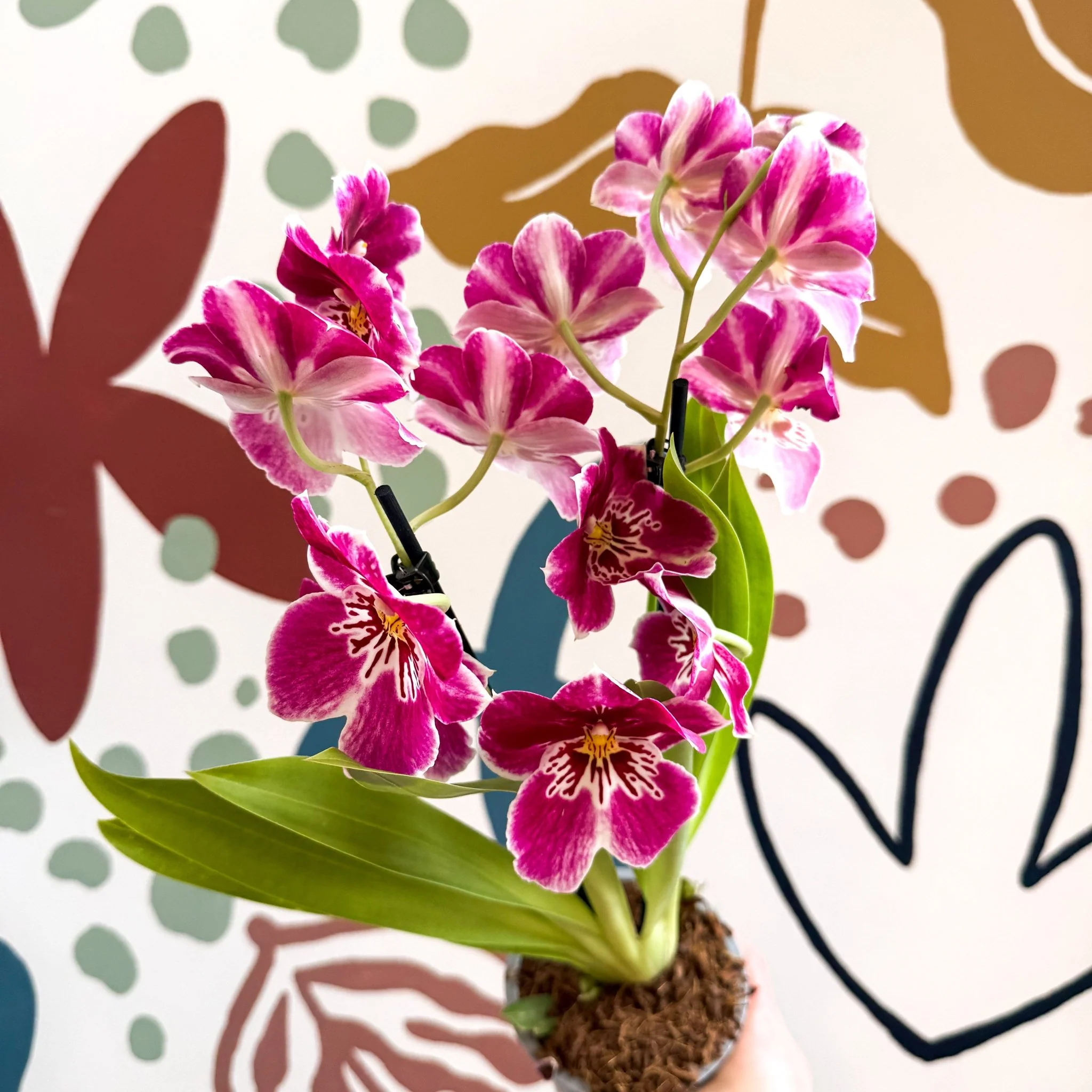 Miltonia - Pink Pansy Orchid - Image 5