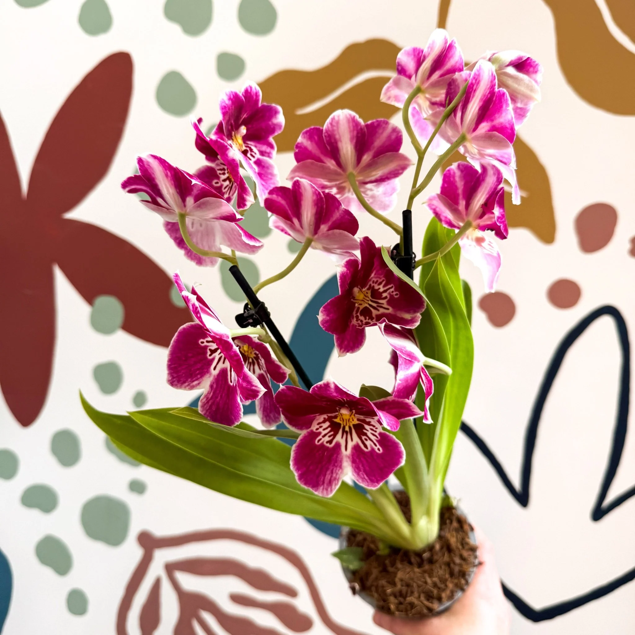 Miltonia - Pink Pansy Orchid - Image 6
