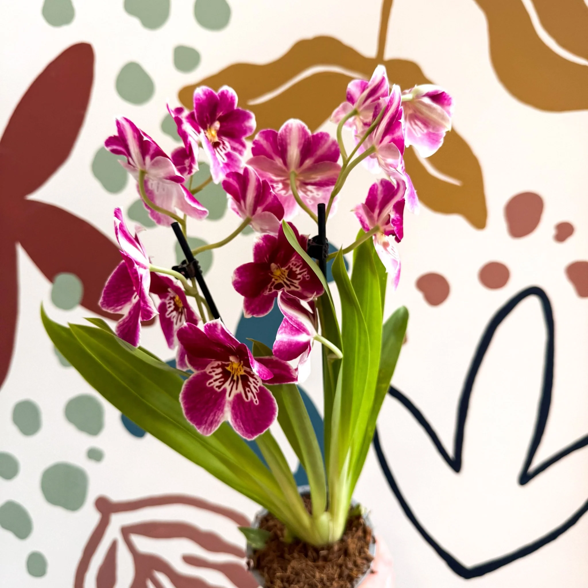 Miltonia - Pink Pansy Orchid - Image 7