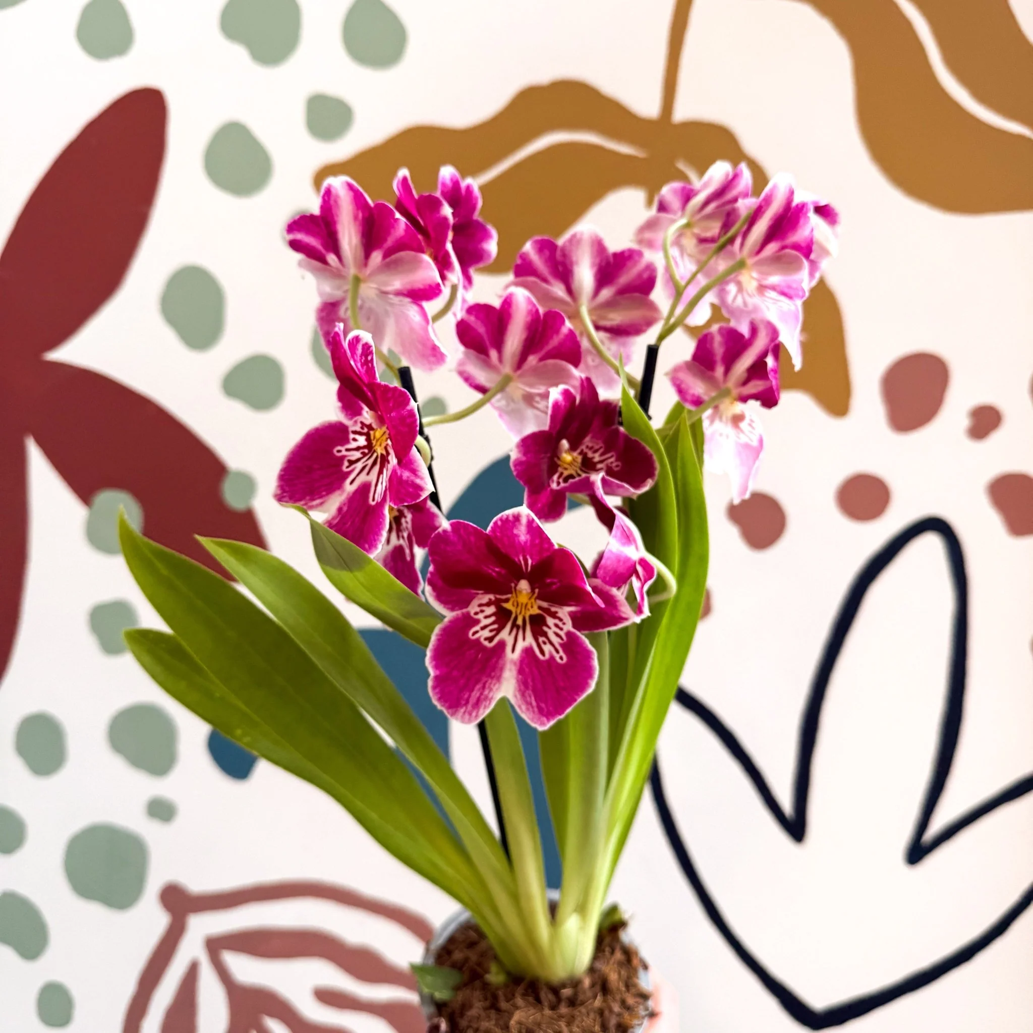Miltonia - Pink Pansy Orchid - Image 8