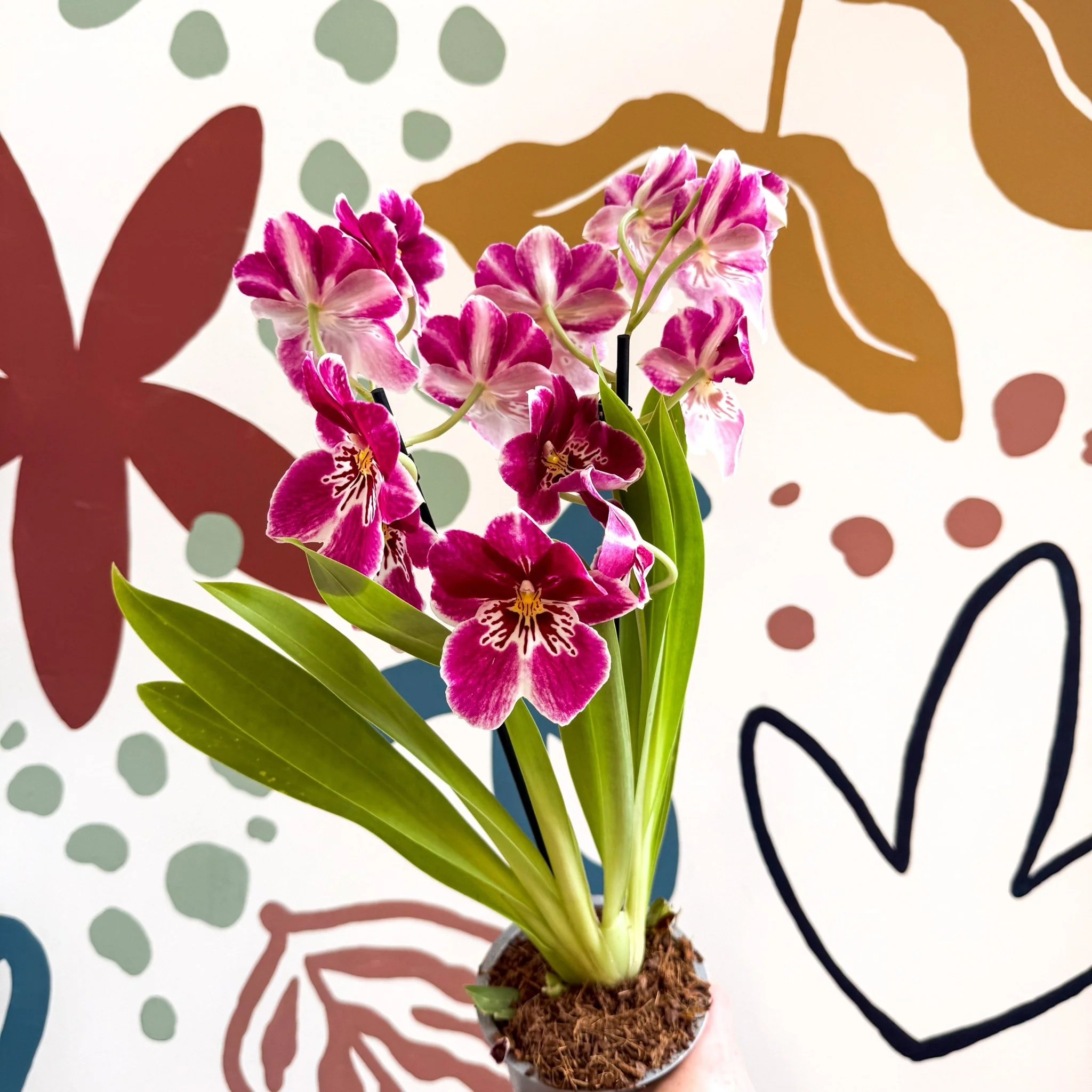 Miltonia - Pink Pansy Orchid - Image 9