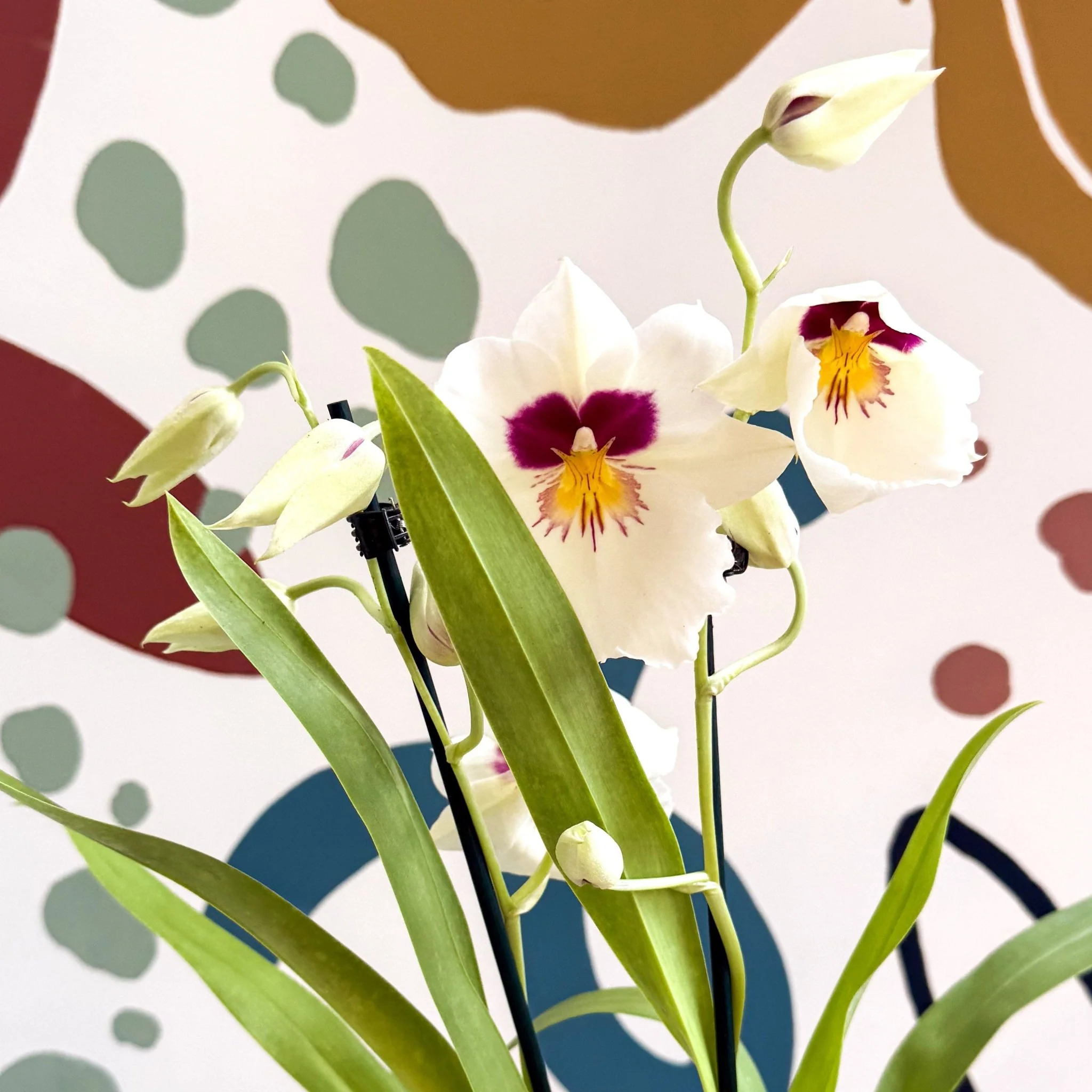 Miltonia - White Pansy Orchid