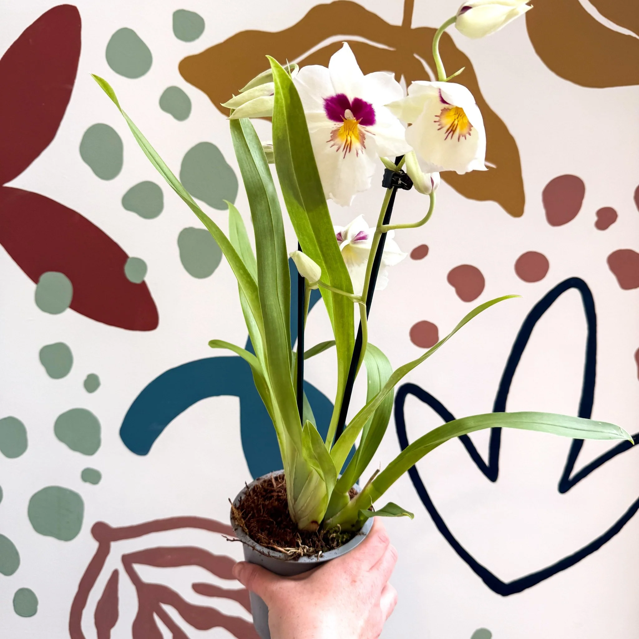 Miltonia - White Pansy Orchid - Image 10
