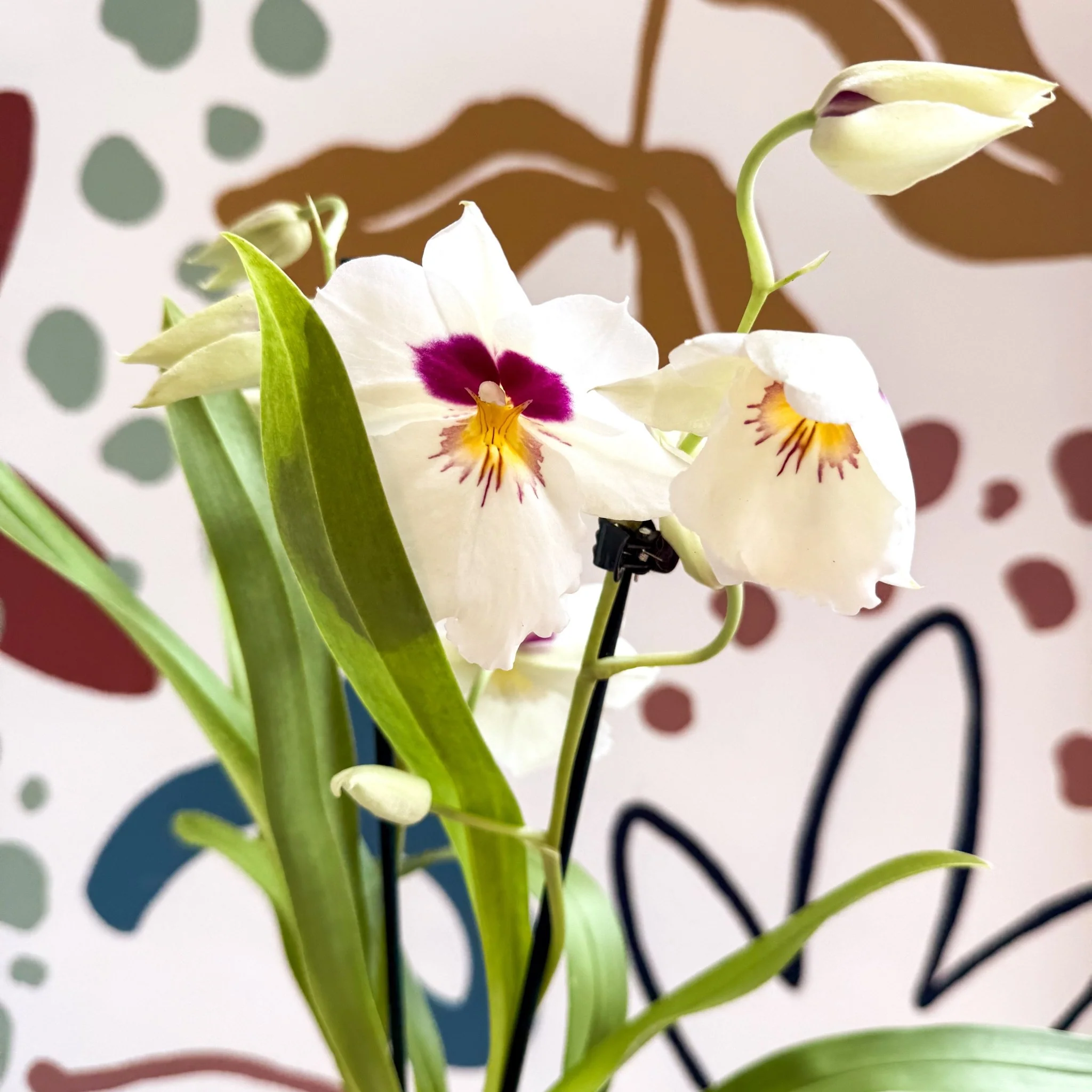 Miltonia - White Pansy Orchid - Image 11