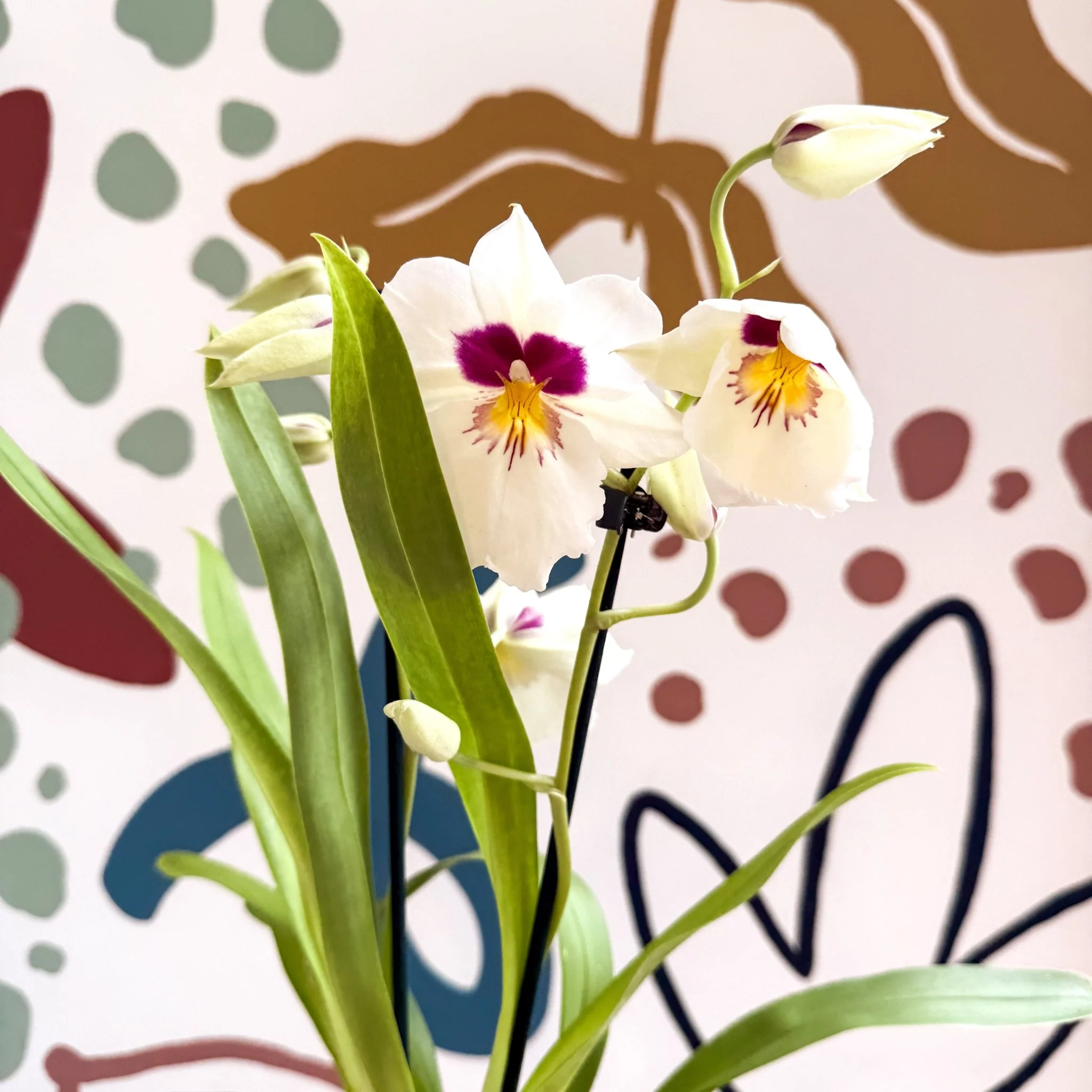 Miltonia - White Pansy Orchid - Image 12