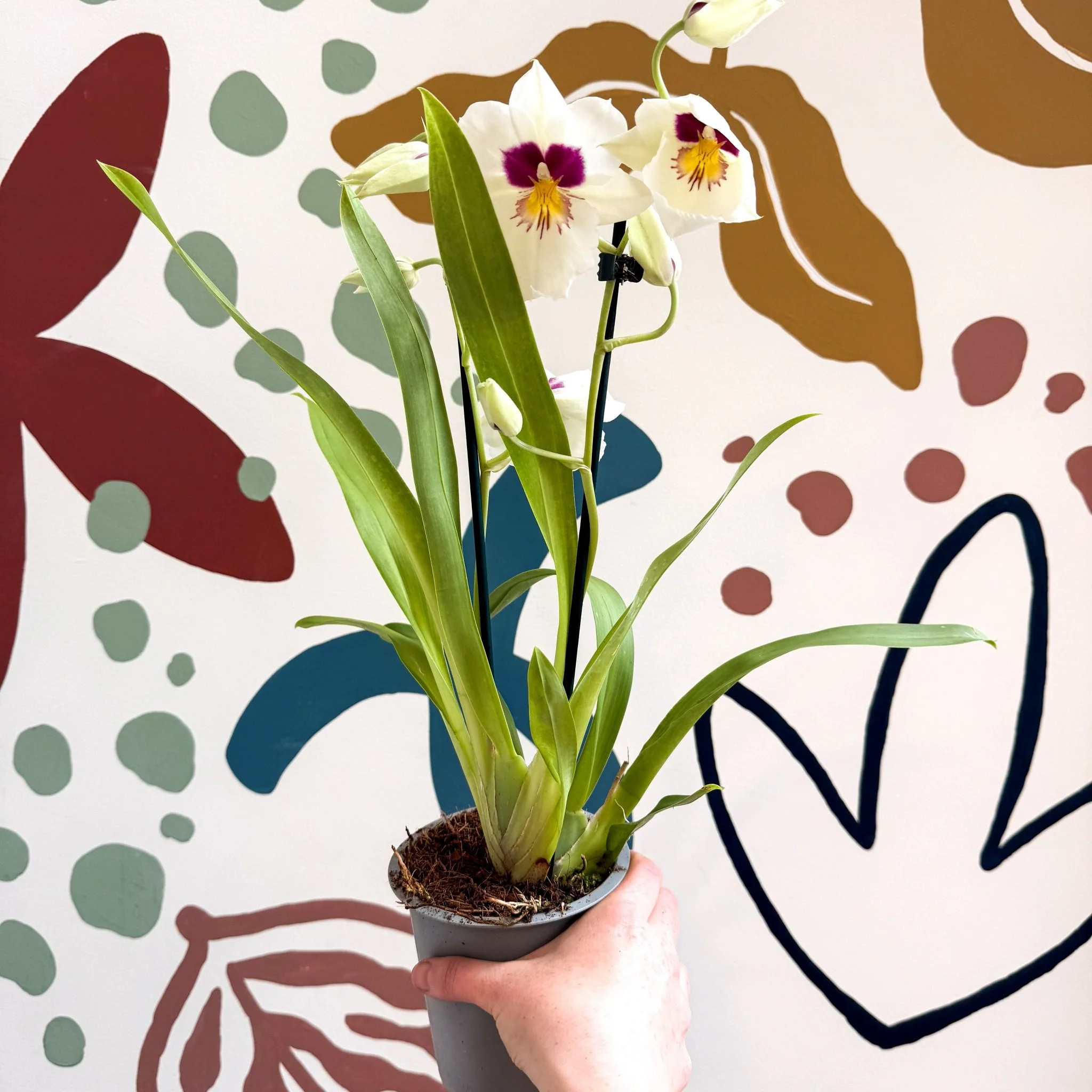 Miltonia - White Pansy Orchid - Image 13