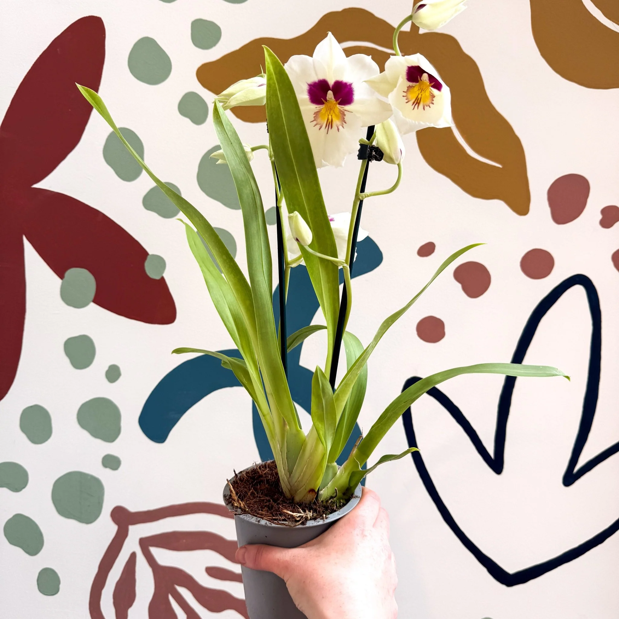 Miltonia - White Pansy Orchid - Image 14