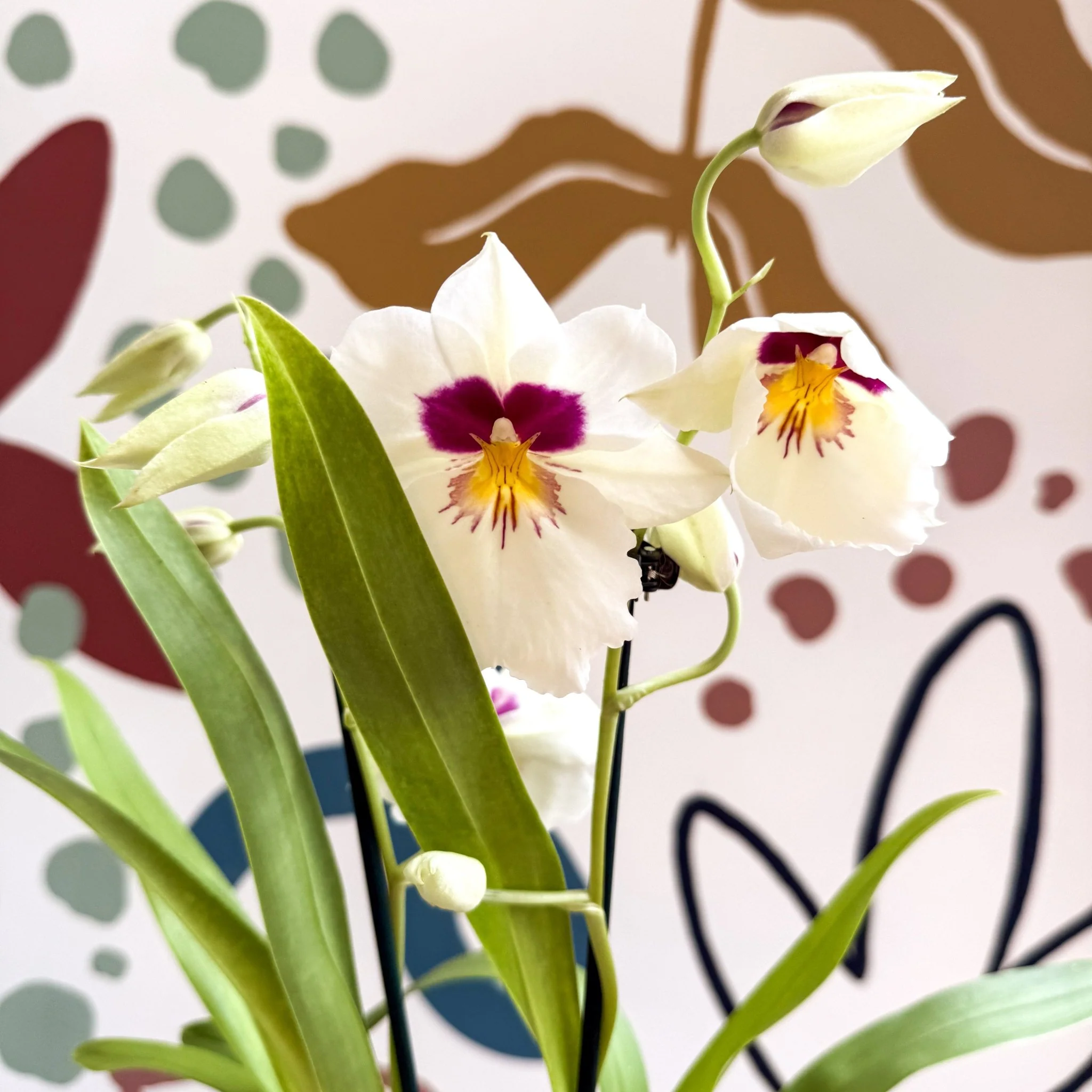 Miltonia - White Pansy Orchid - Image 15