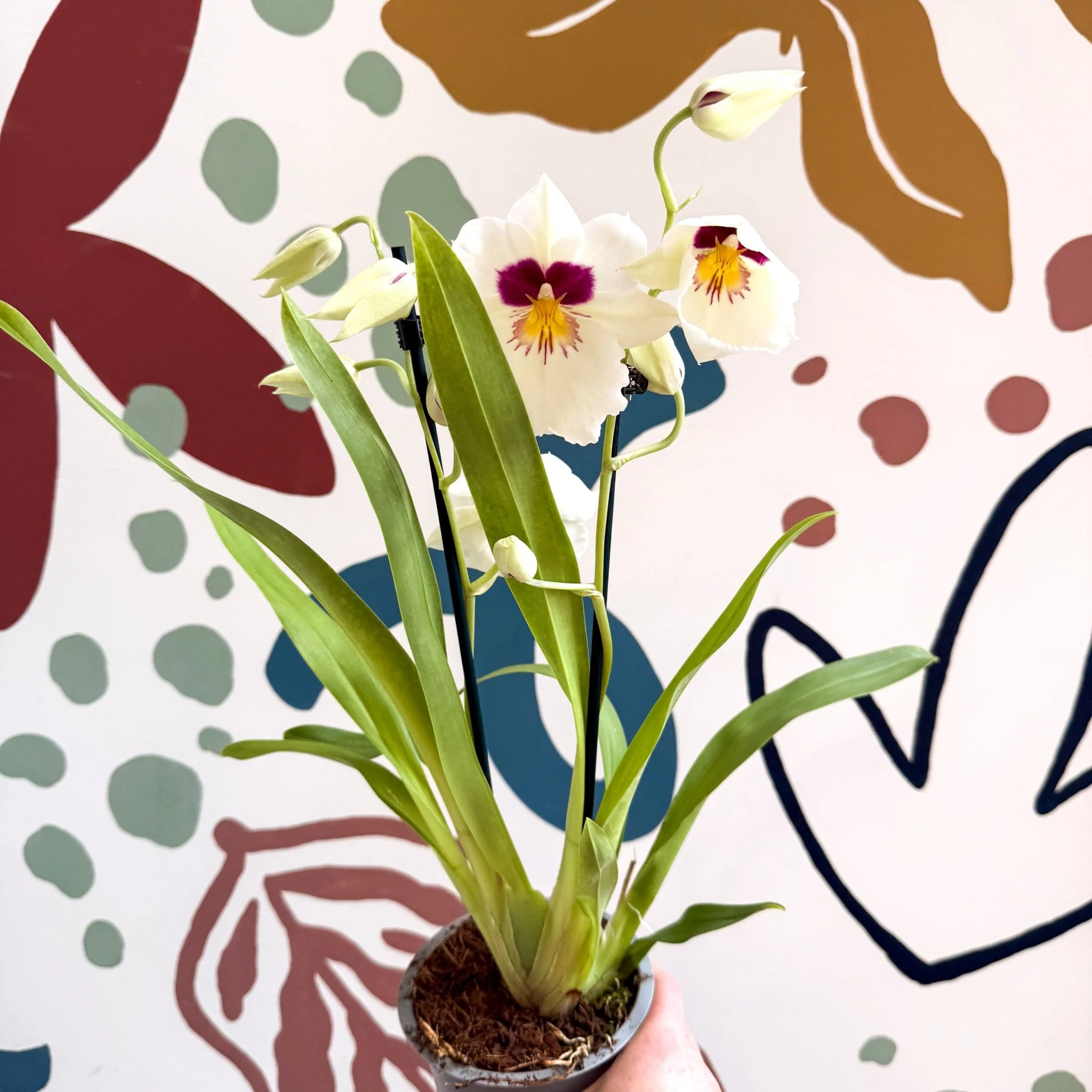 Miltonia - White Pansy Orchid - Image 2