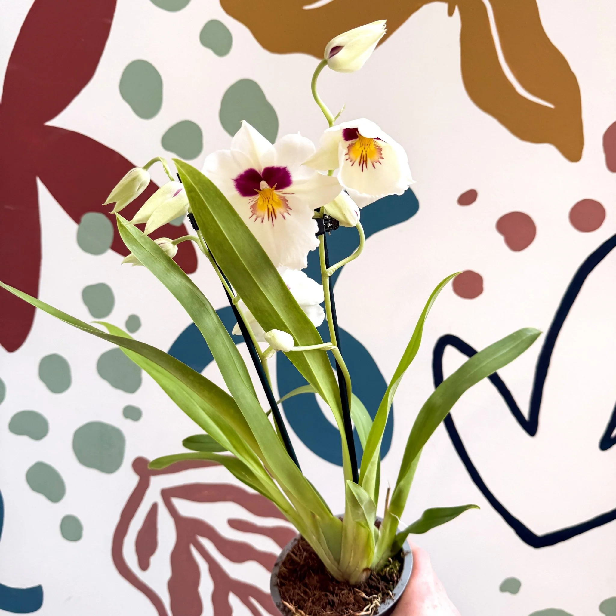 Miltonia - White Pansy Orchid - Image 3