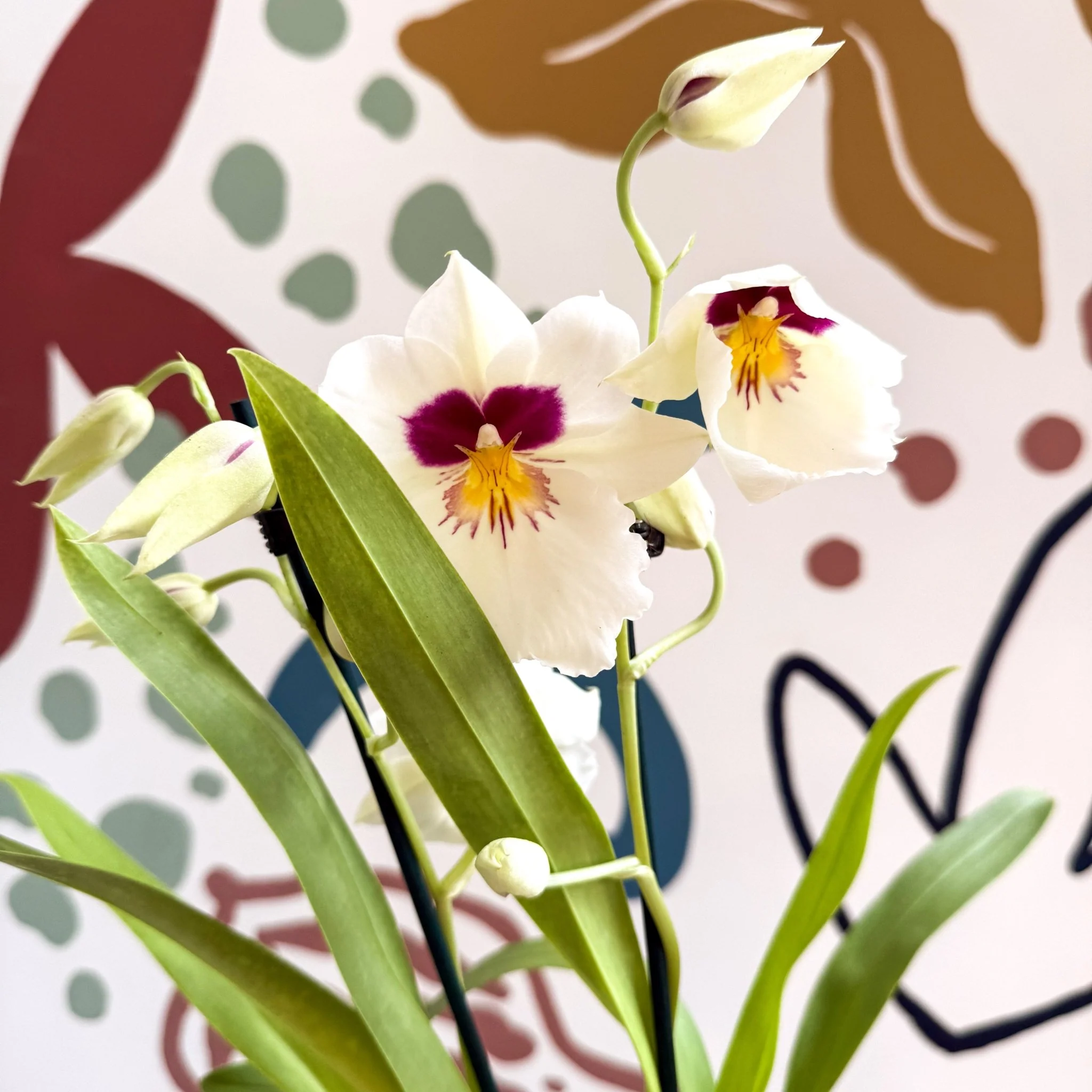 Miltonia - White Pansy Orchid - Image 4