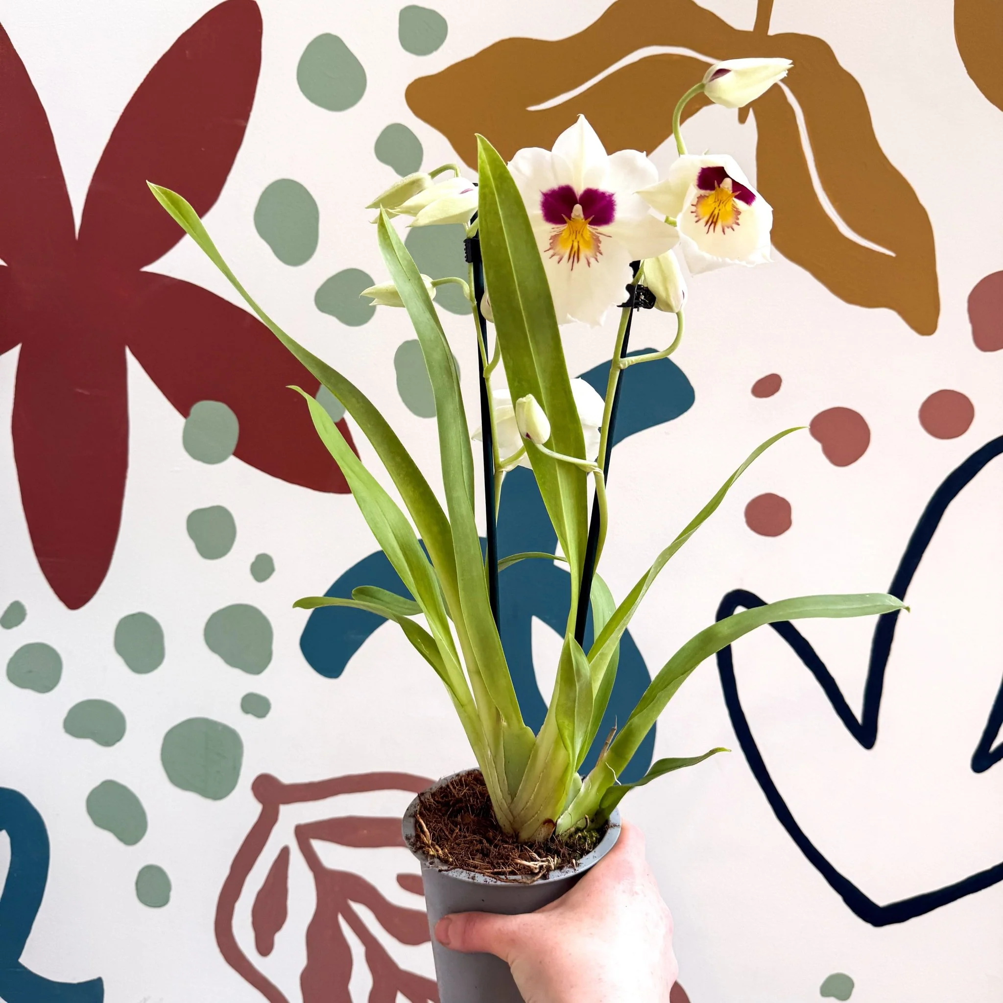 Miltonia - White Pansy Orchid - Image 5