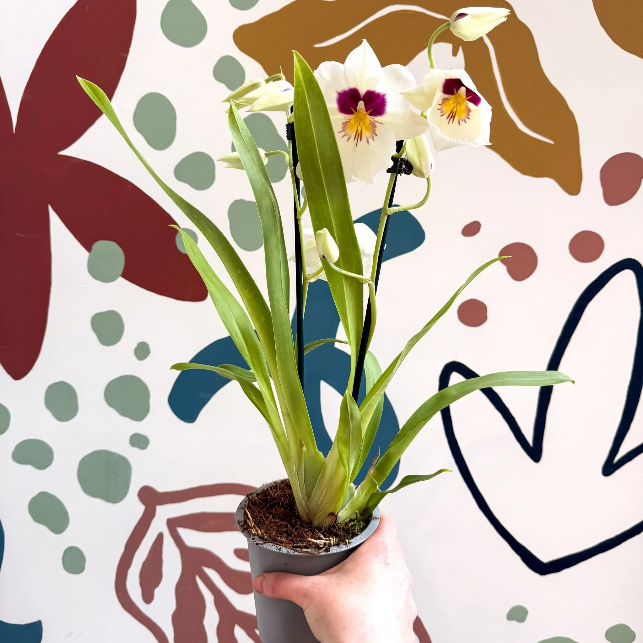 Miltonia - White Pansy Orchid - Image 6