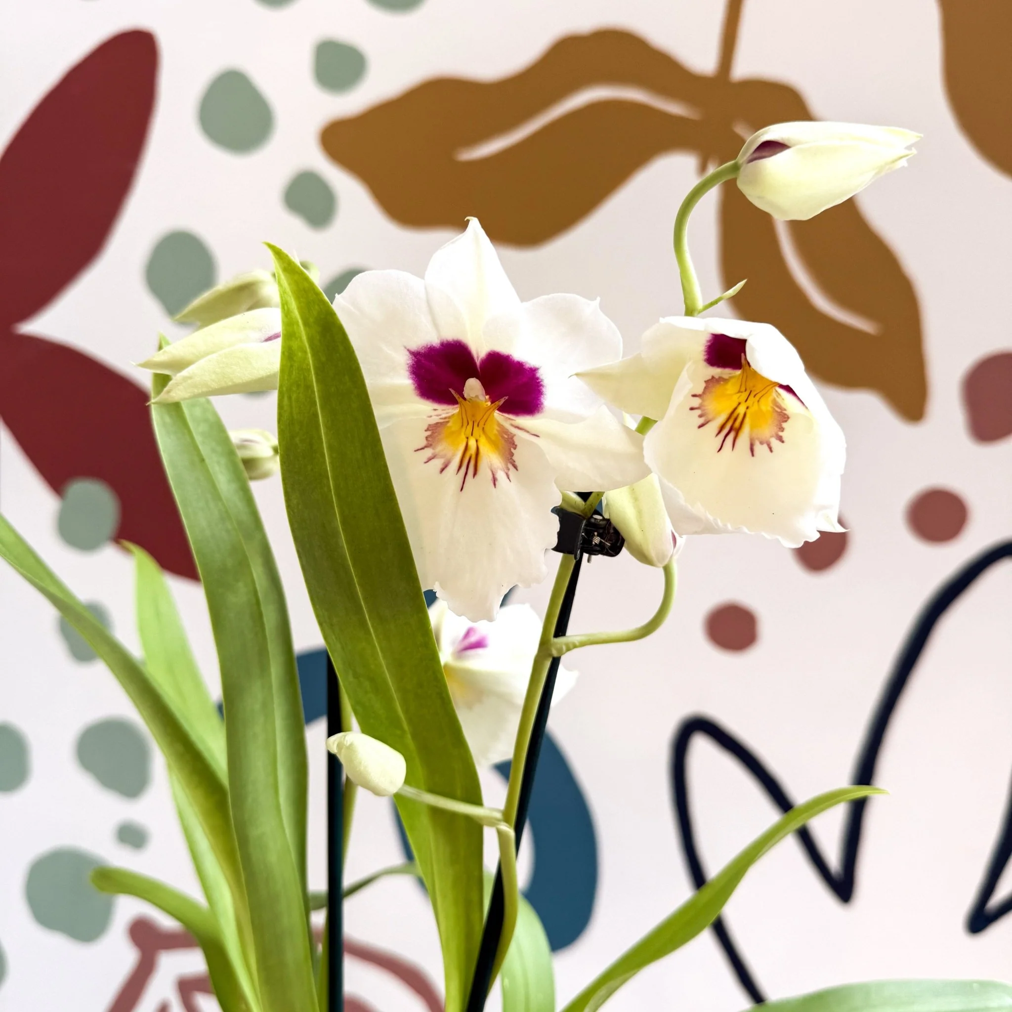 Miltonia - White Pansy Orchid - Image 7