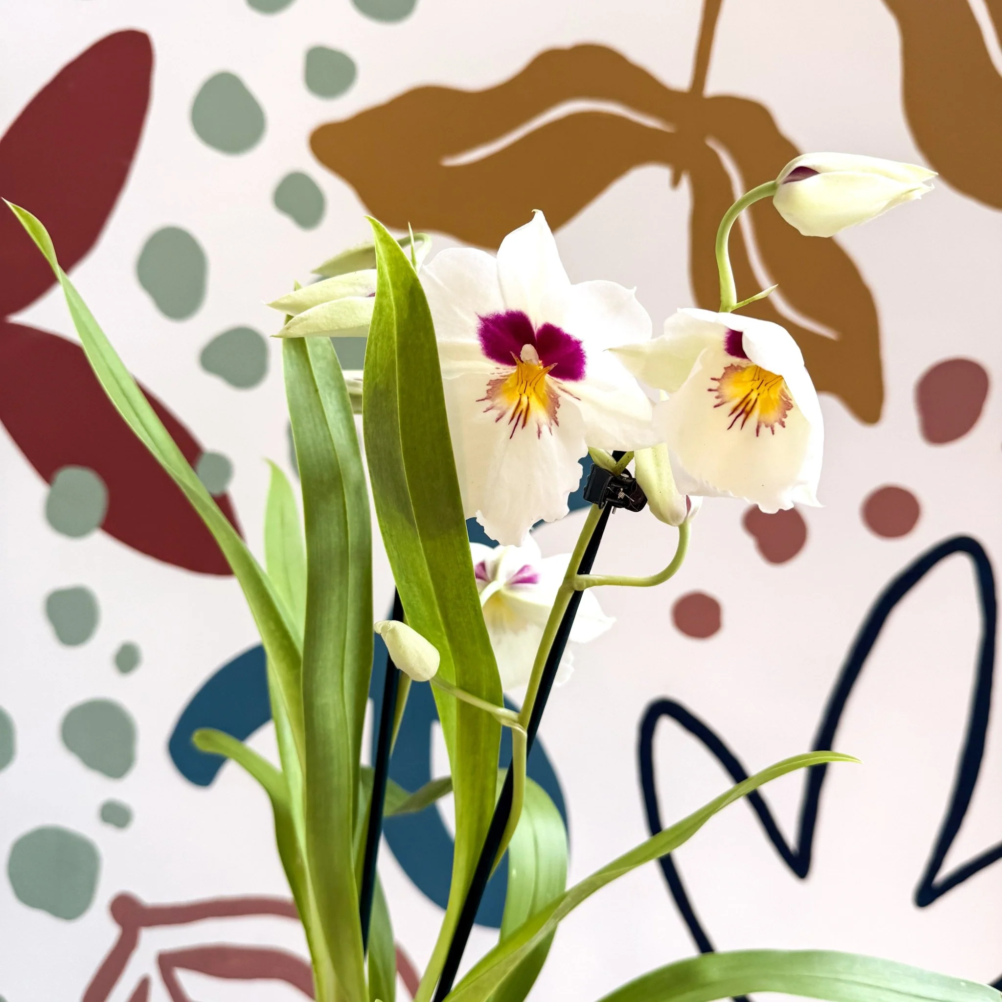 Miltonia - White Pansy Orchid - Image 8
