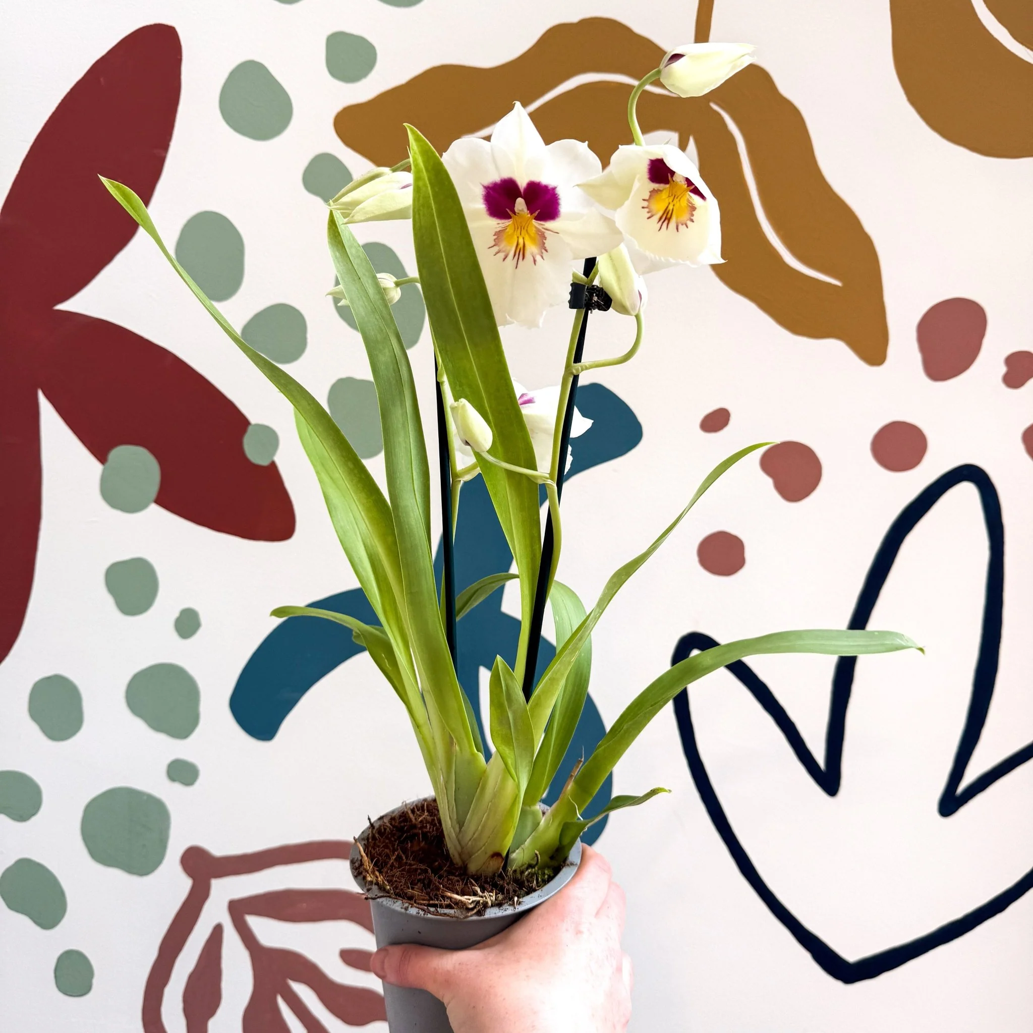Miltonia - White Pansy Orchid - Image 9