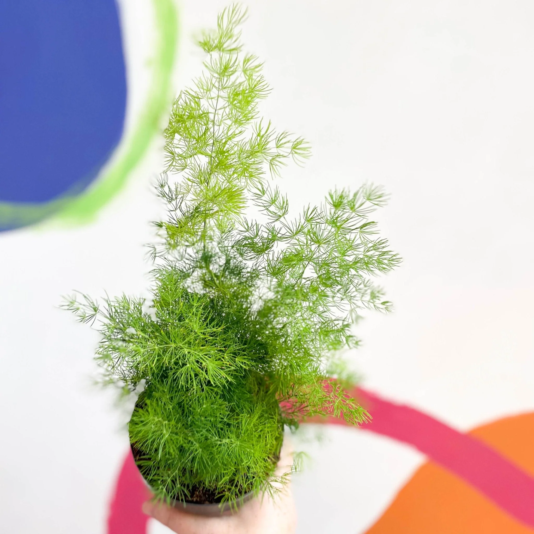 Asparagus myriocladus - Ming Fern
