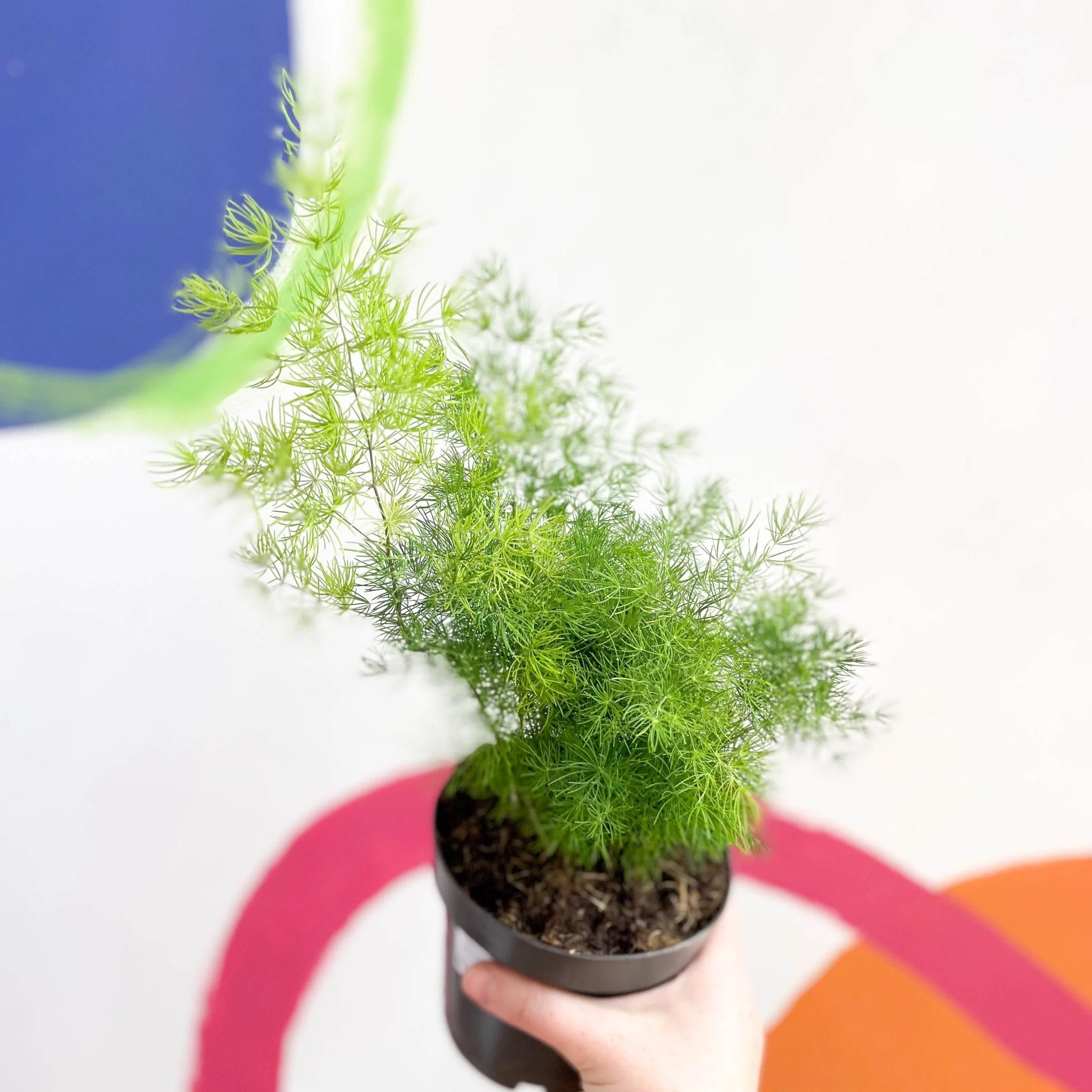 Asparagus myriocladus - Ming Fern - Image 3
