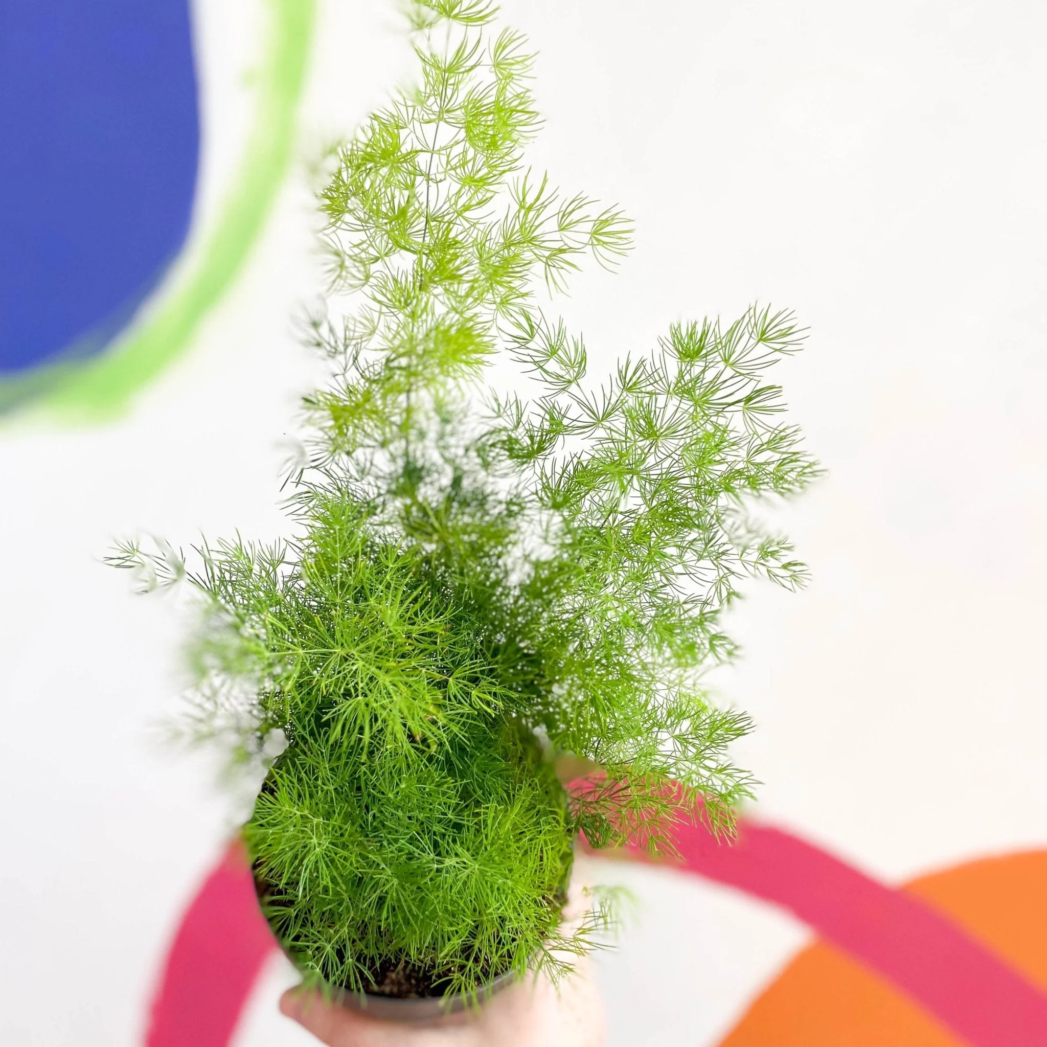 Asparagus myriocladus - Ming Fern - Image 4