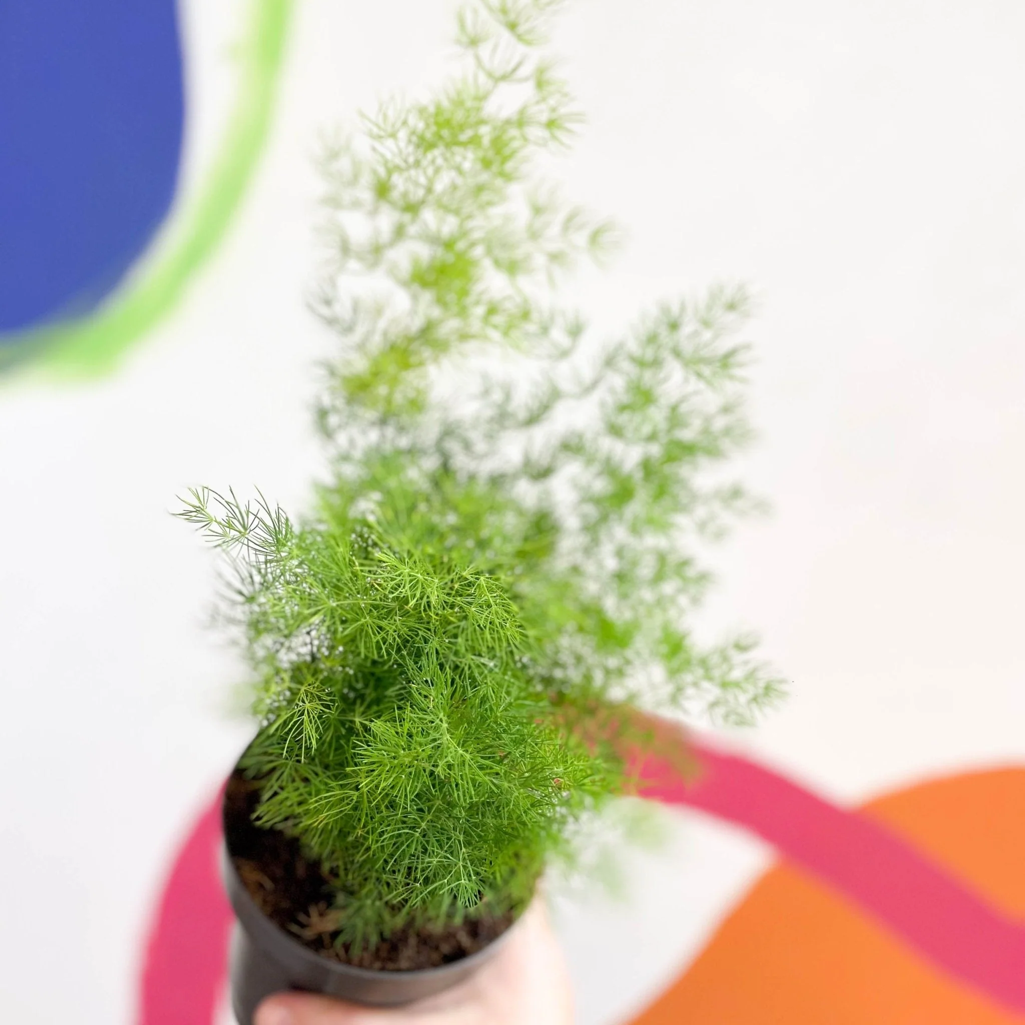 Asparagus myriocladus - Ming Fern - Image 5