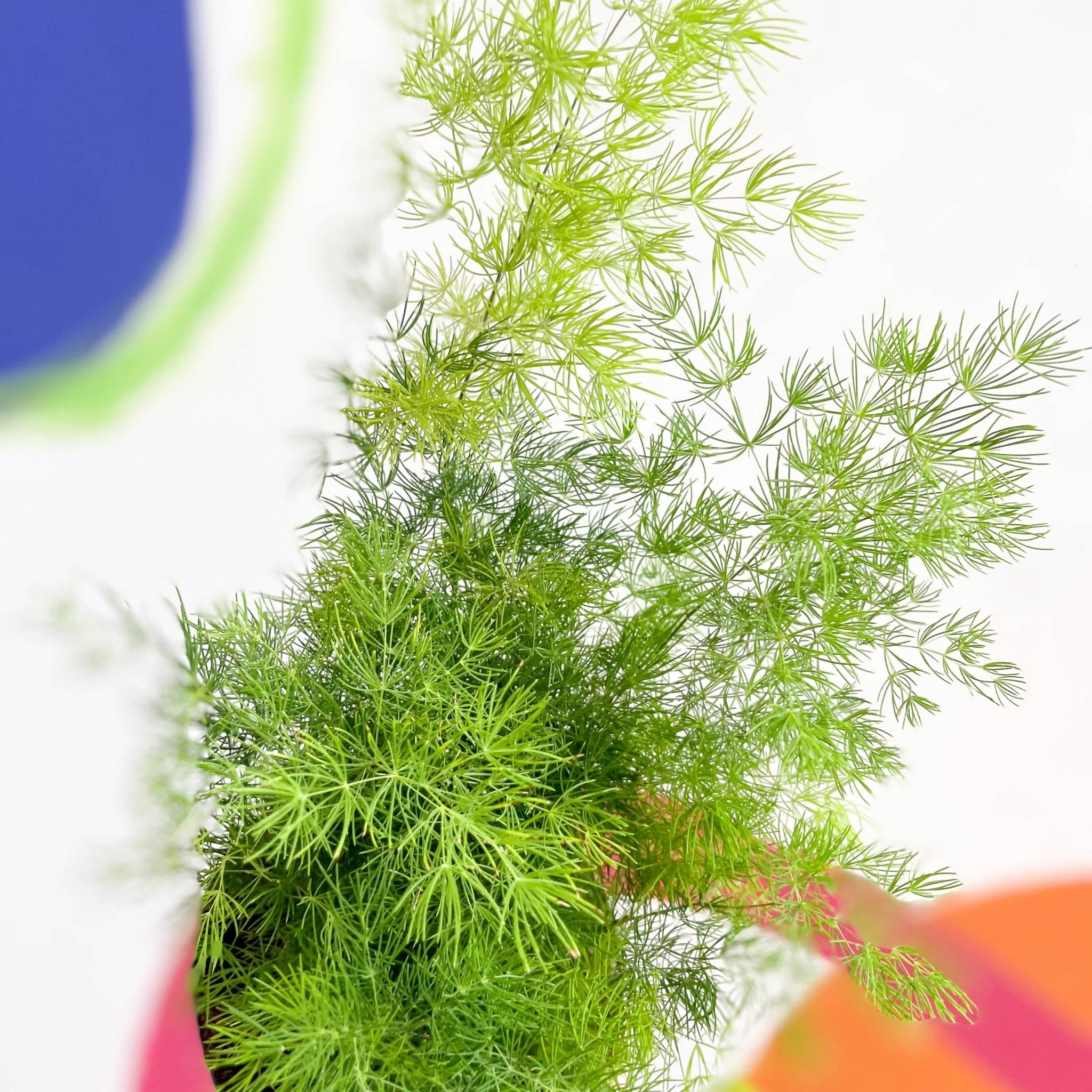 Asparagus myriocladus - Ming Fern - Image 6