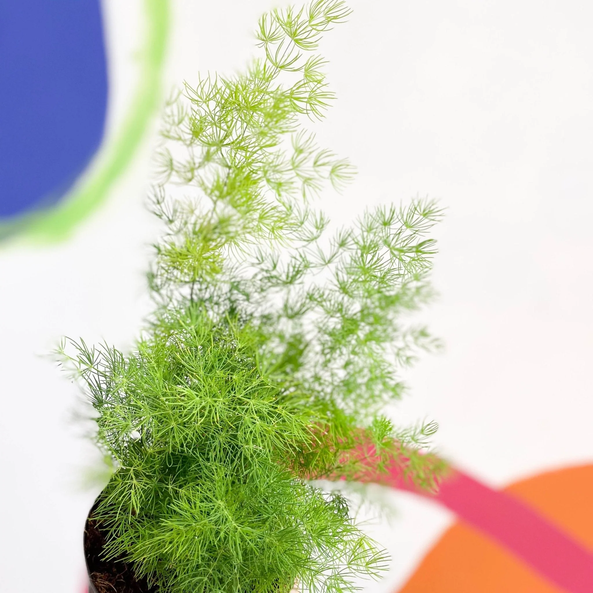 Asparagus myriocladus - Ming Fern - Image 7